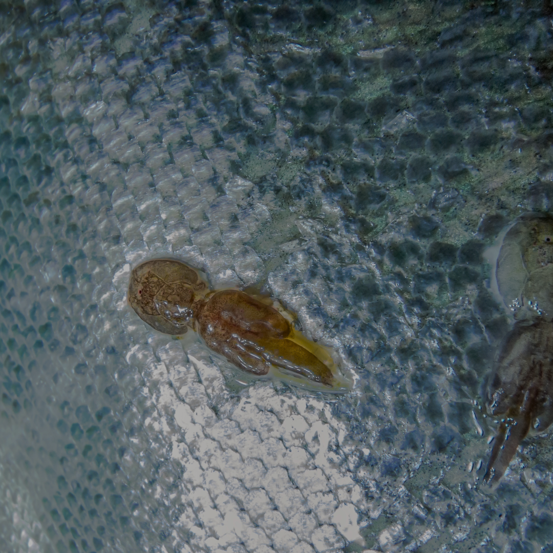 Why Regional Testing Capabilities Matter in Solving the Sea Lice Challenge