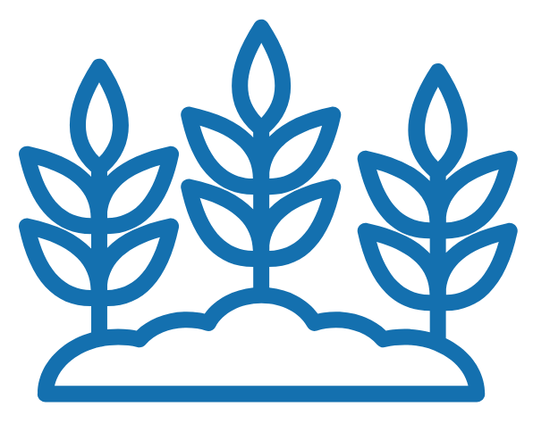 Line drawing of three growing wheat stalks above a patch of soil.