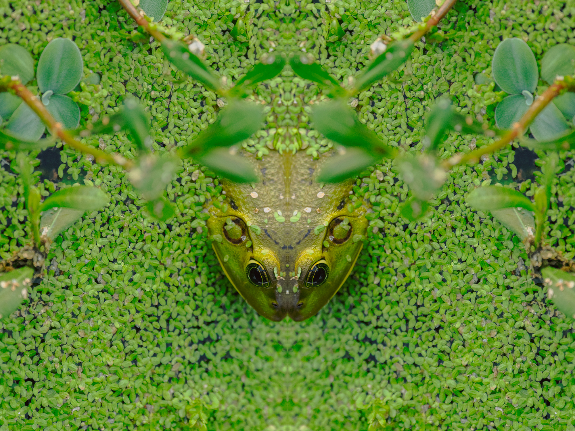 2_DSC_2470_2.png