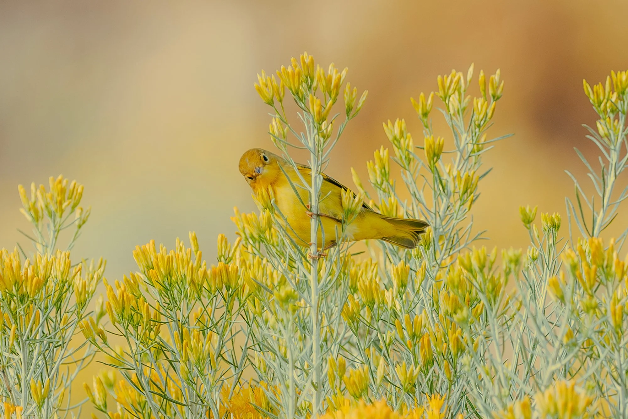 Amarillo! - Bend OR 2022