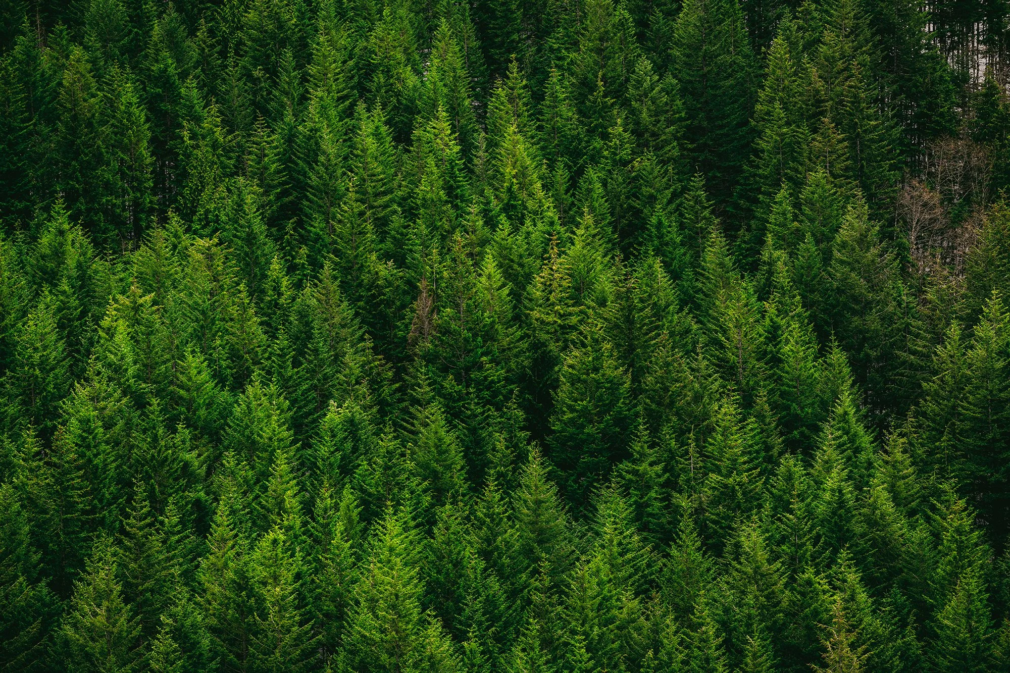Bosques - Near Denver CO 2020