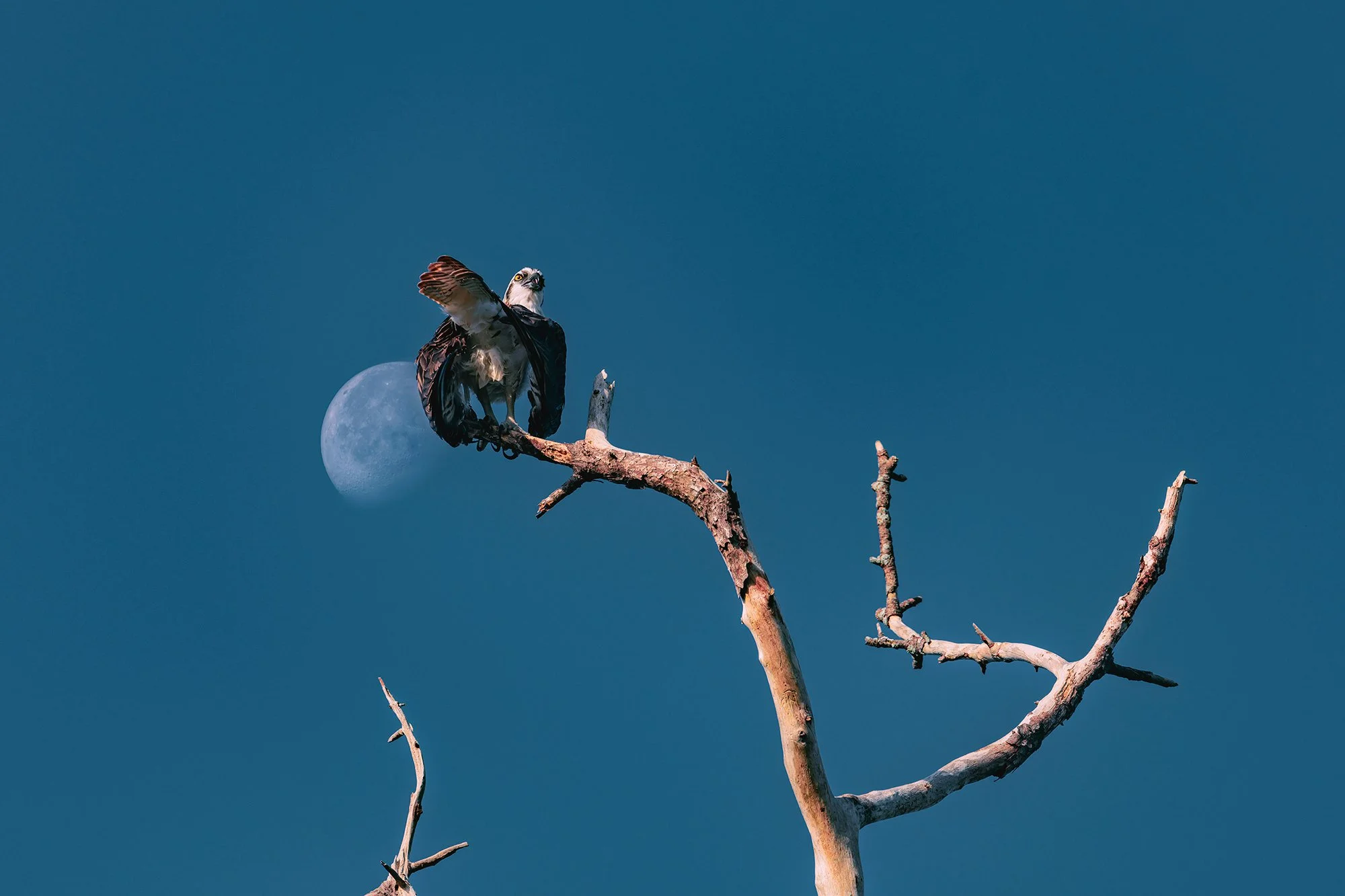 Caught! Orlando, FL 2019