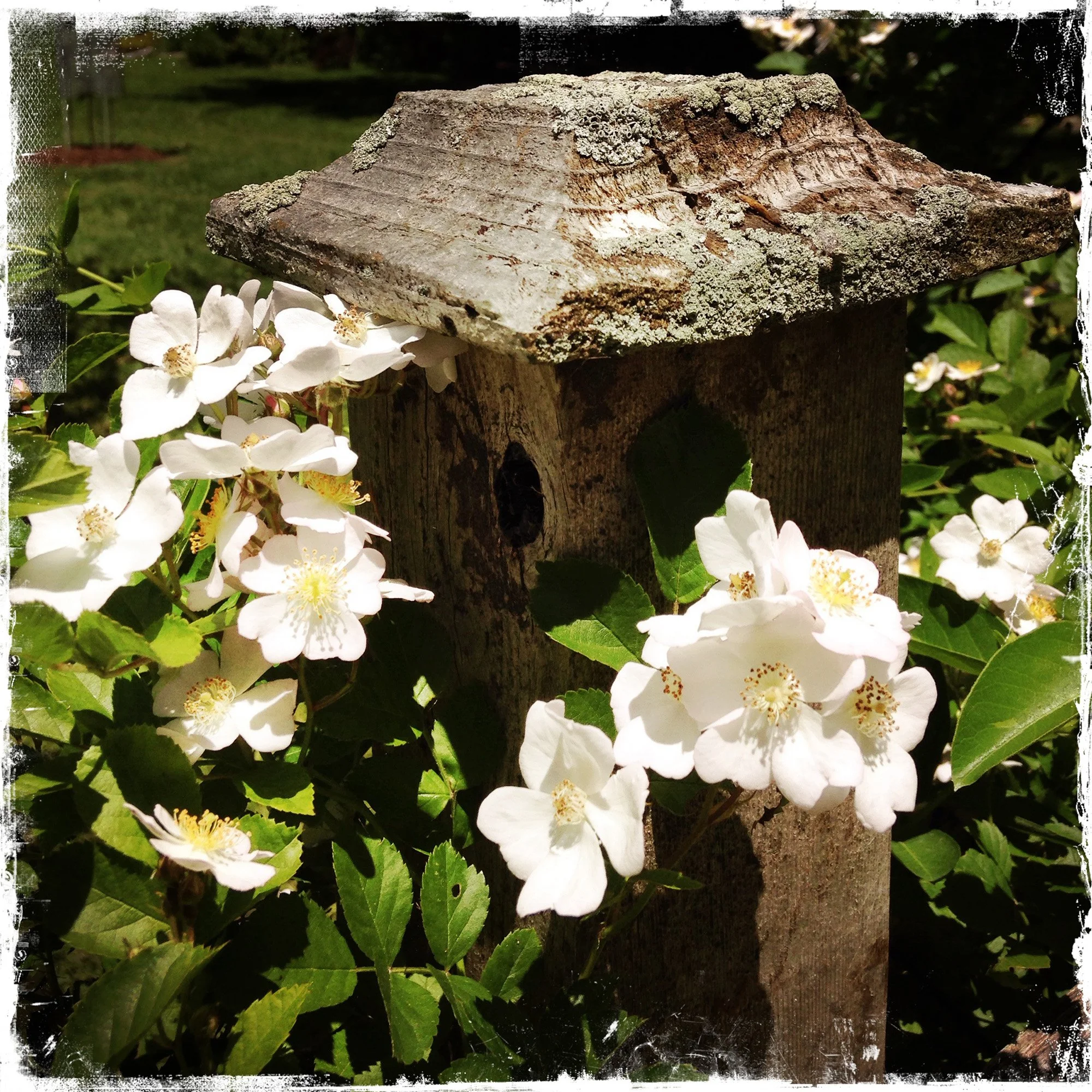 Rambling single petal white rose growing around a lichen covered fence post