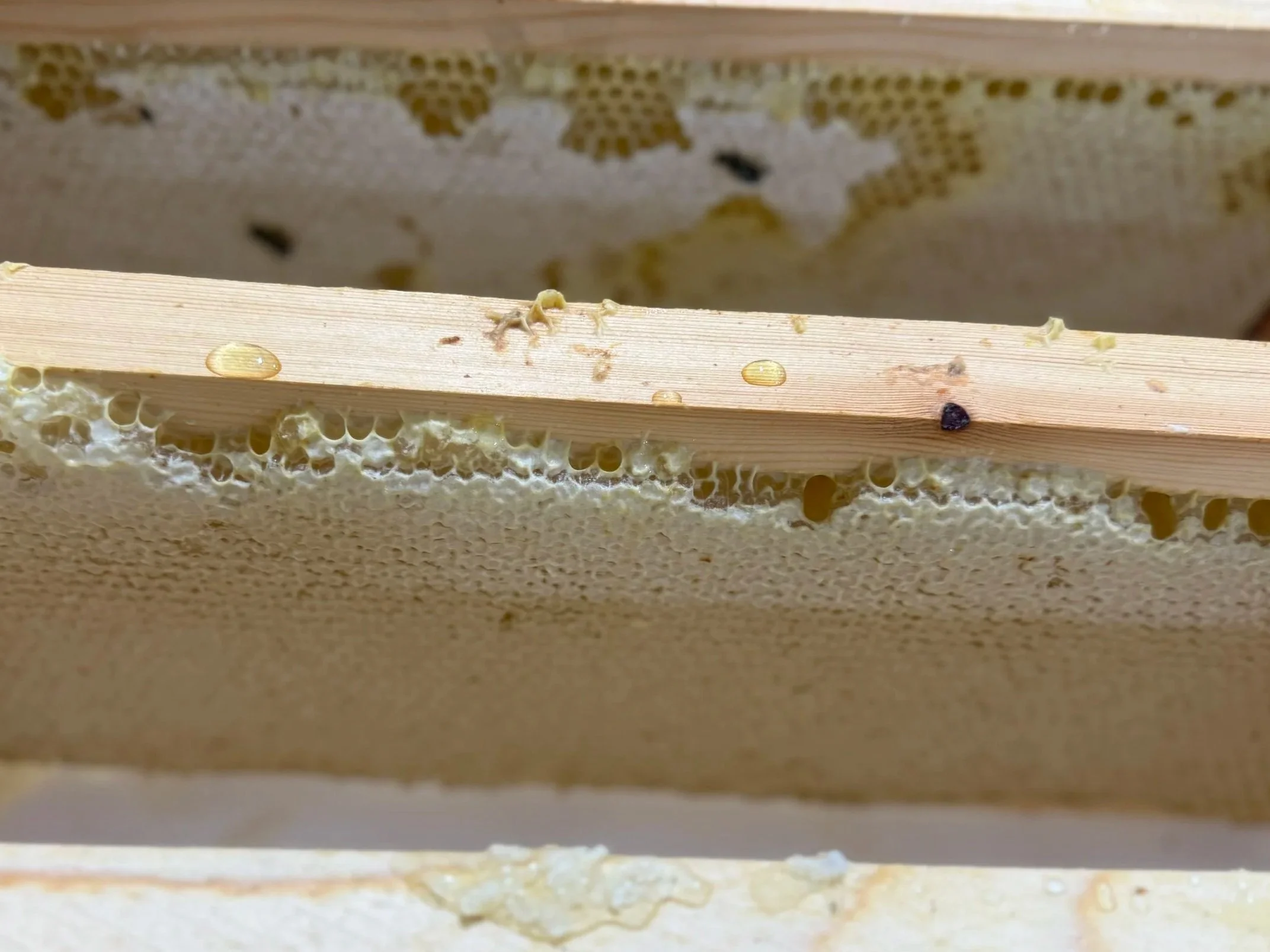 Close-up view of honeybee hive frames with honeycomb and bee larvae.