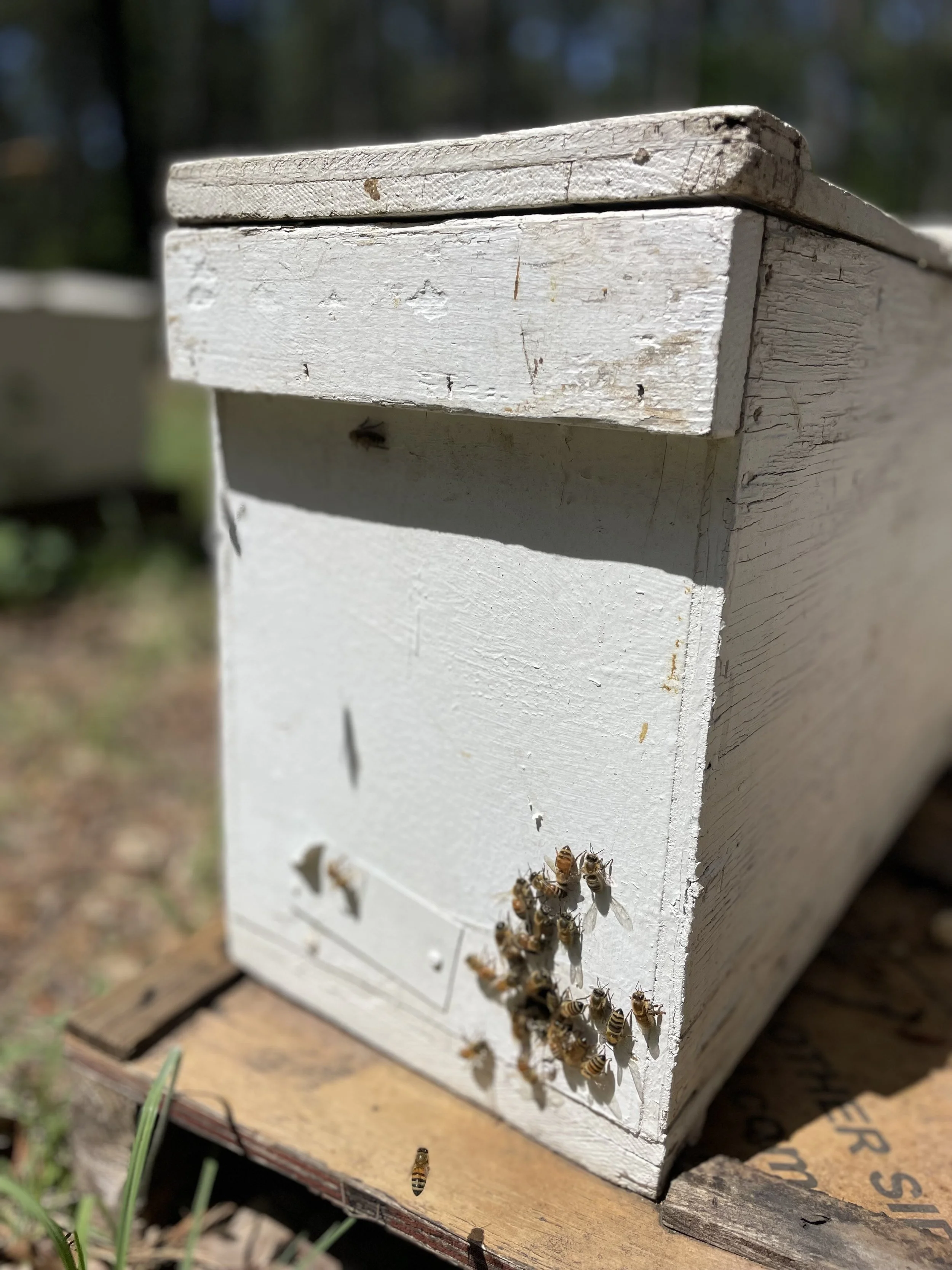 Bees entering a white wooden bee house outdoors on a sunny day.