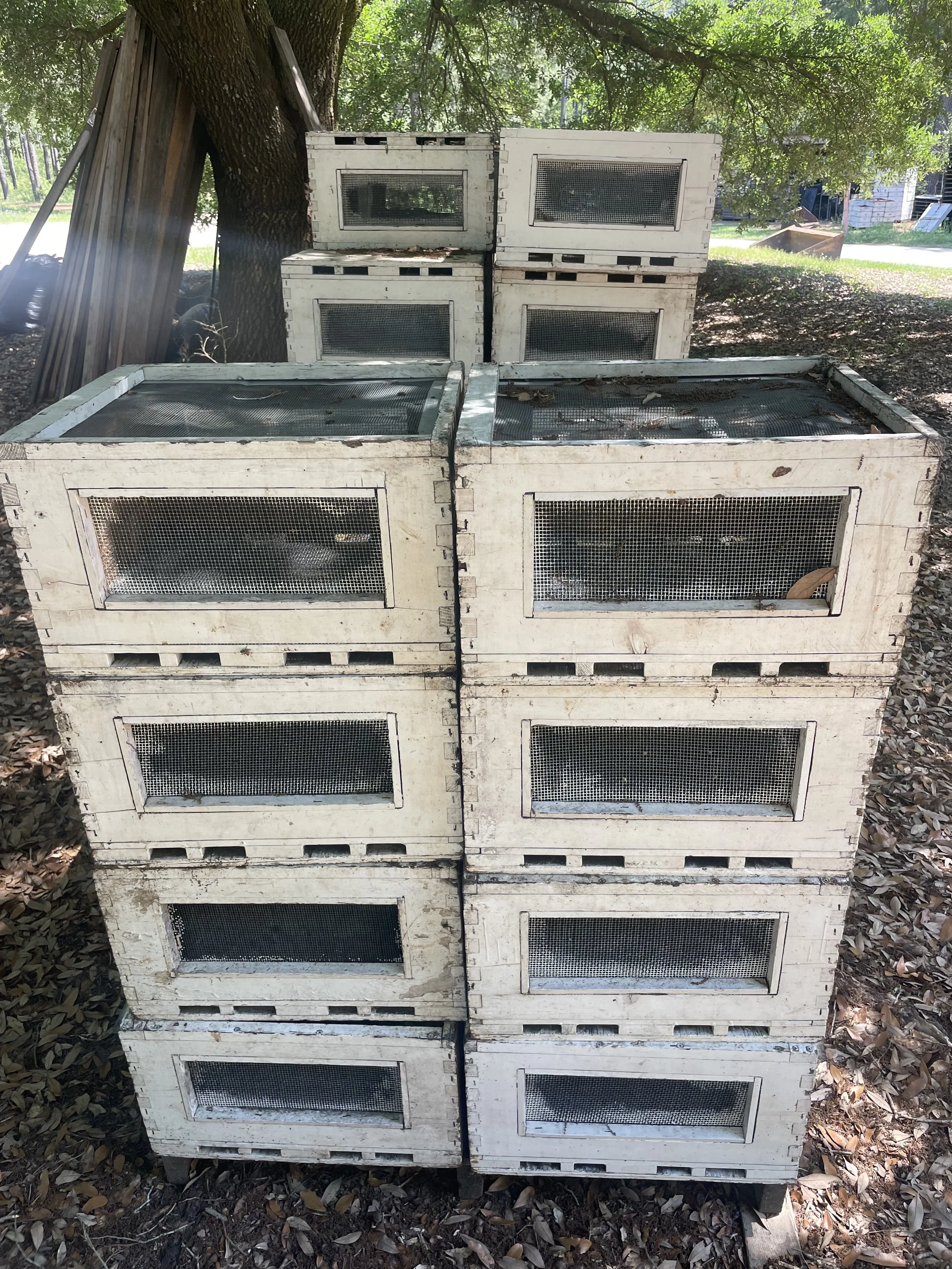 A stack of old, weathered wooden cages with wire mesh doors placed outdoors on the ground covered with dry leaves, under a large leafy tree.