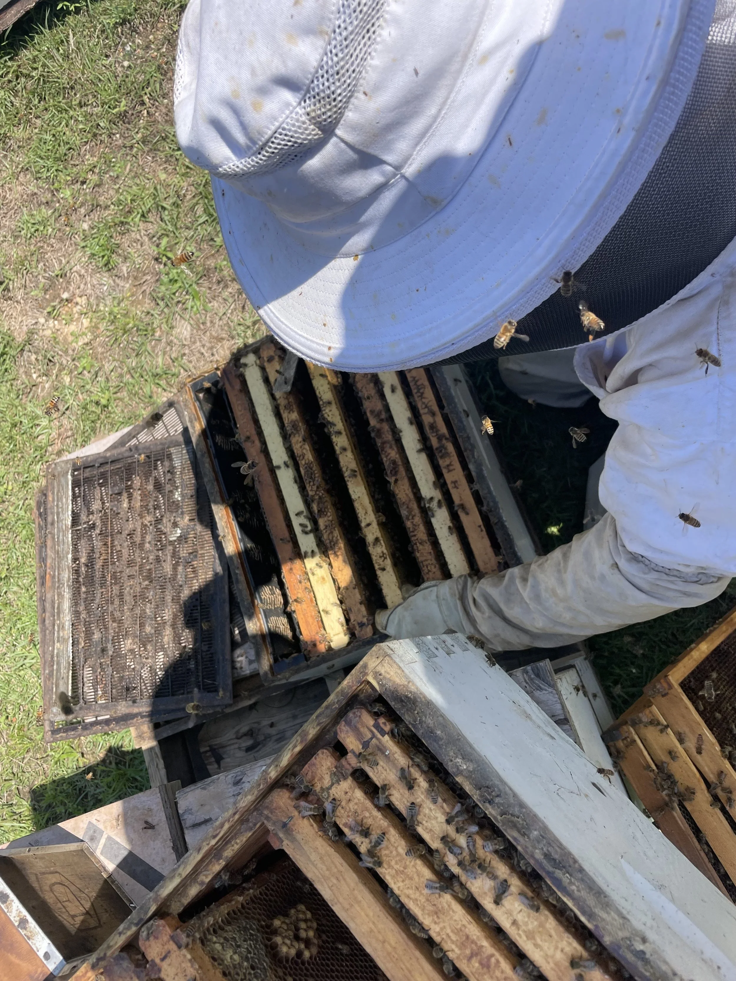 A beekeeper inspecting honey bee hives outdoors on a sunny day. The beekeeper is wearing a white suit and gloves, with a wide-brimmed hat, surrounded by bees flying around the hives.