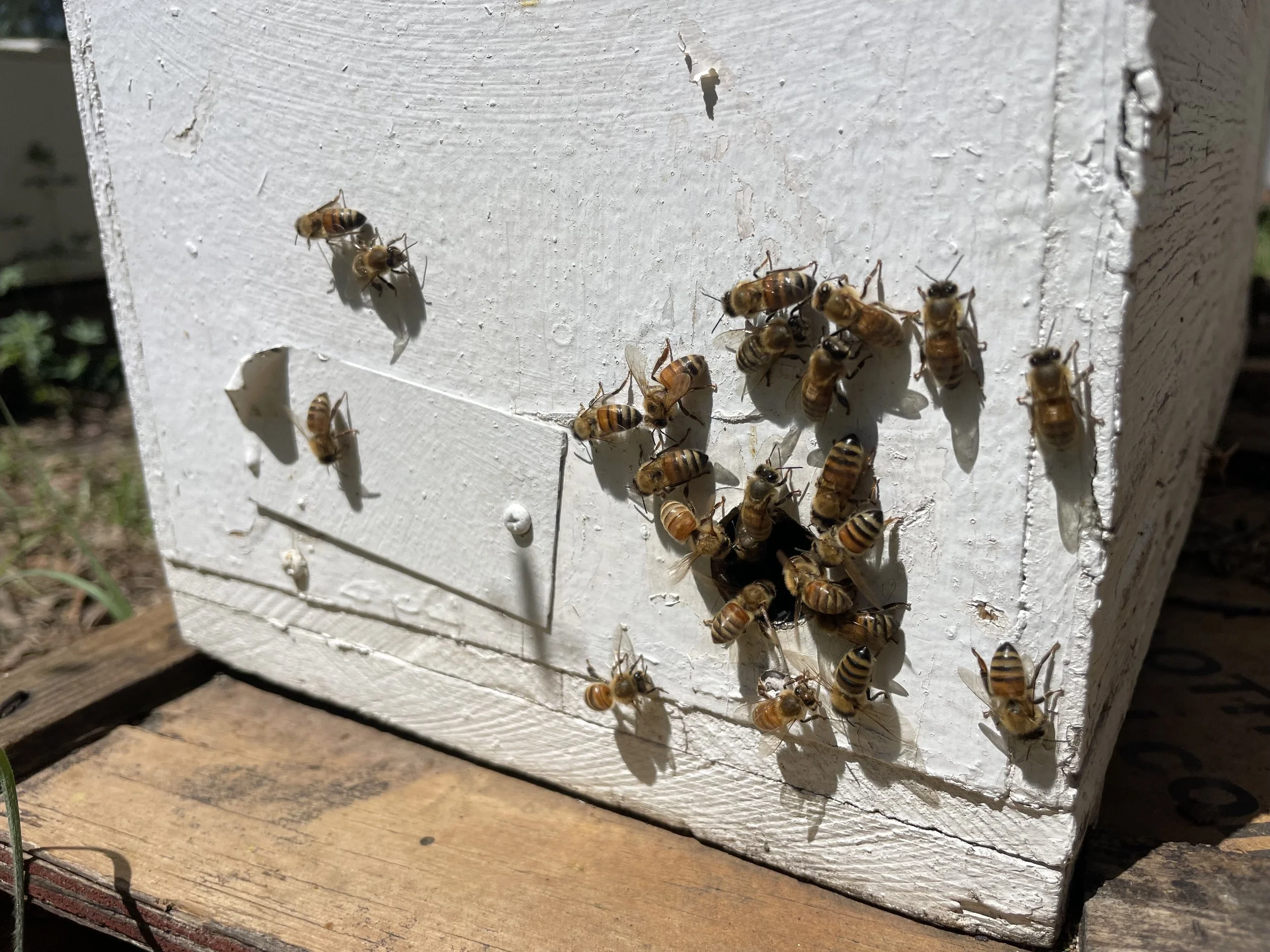 Honeybees entering and exiting a white wooden beehive box.