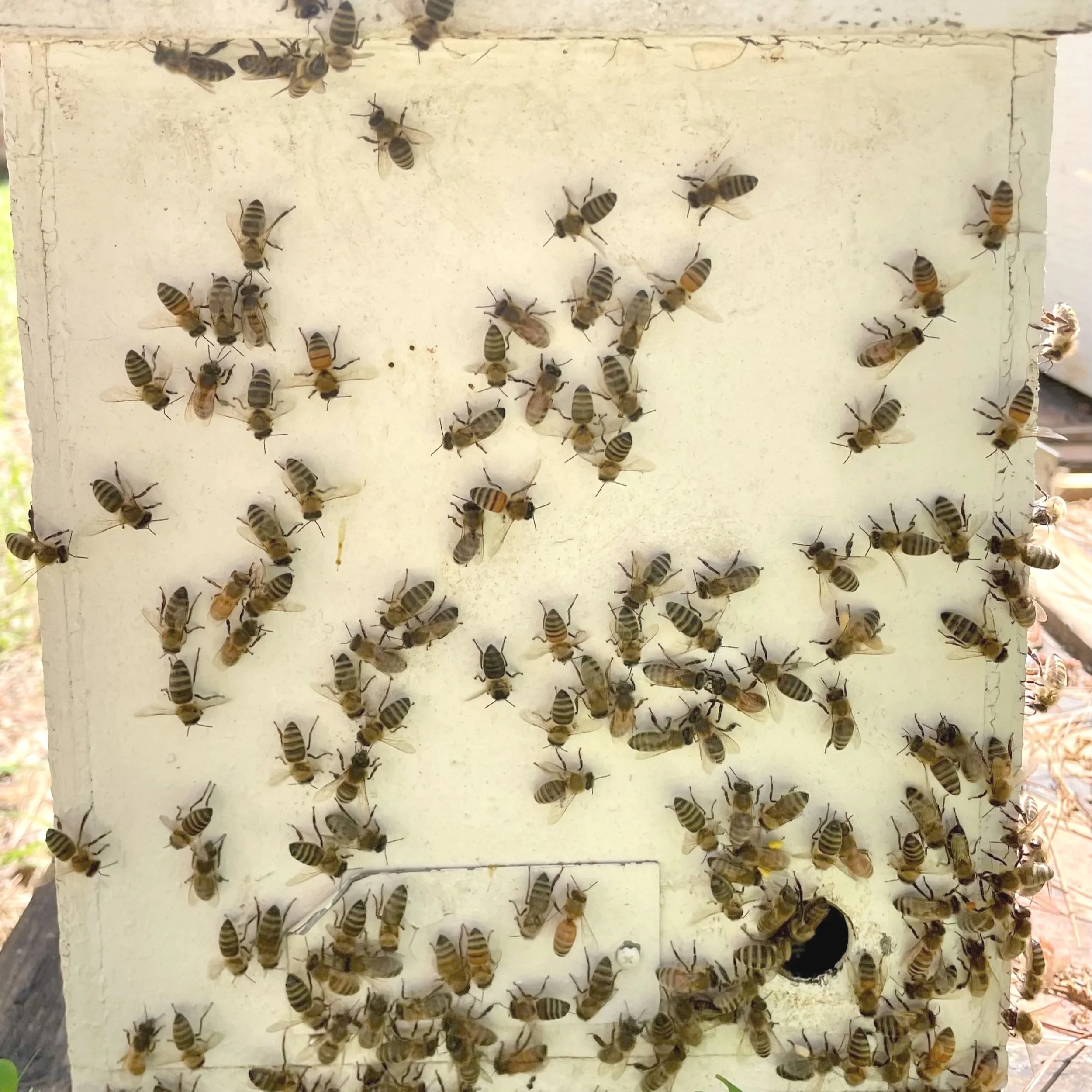 A close-up of a beekeeping hive panel with numerous bees on its surface.