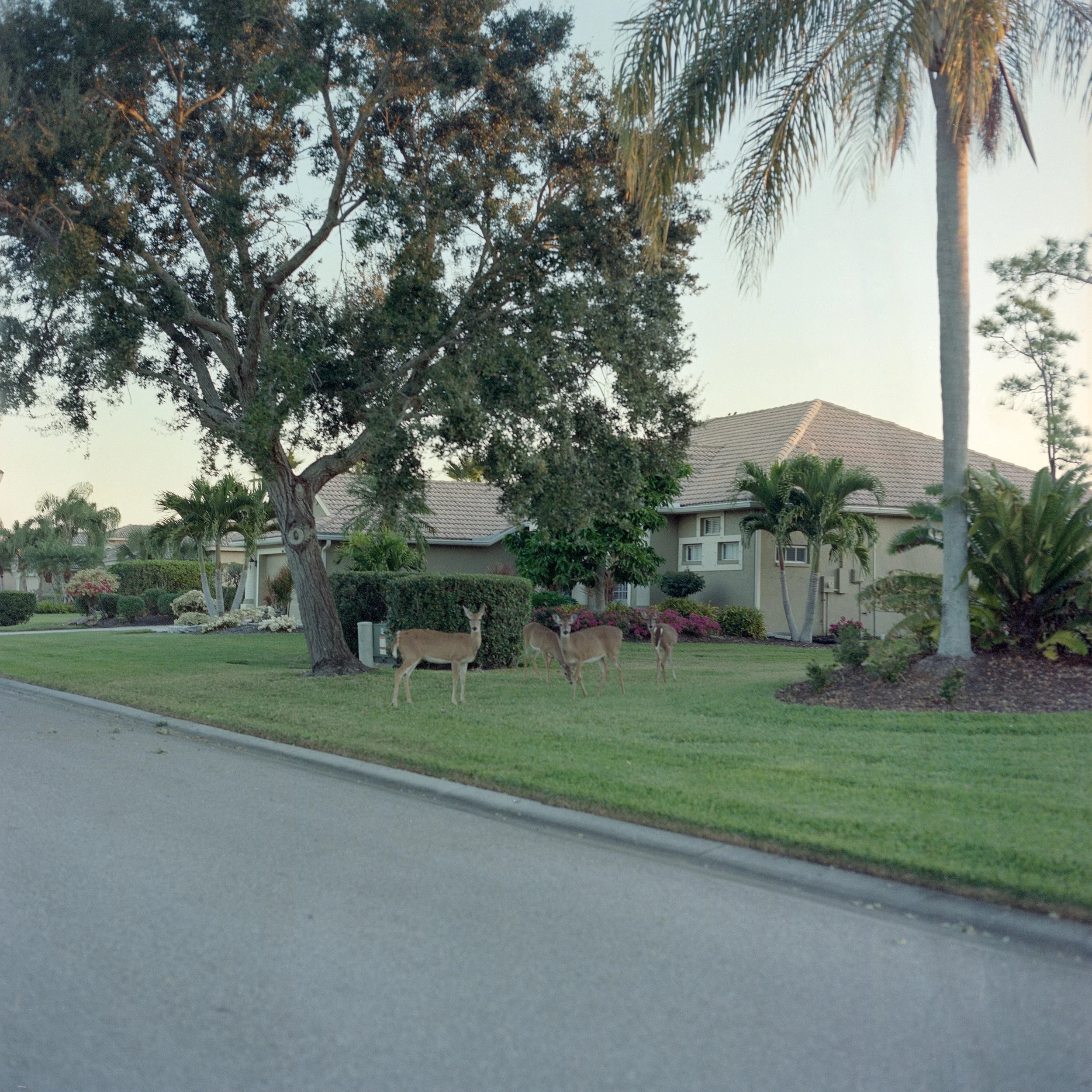florida_7.jpg