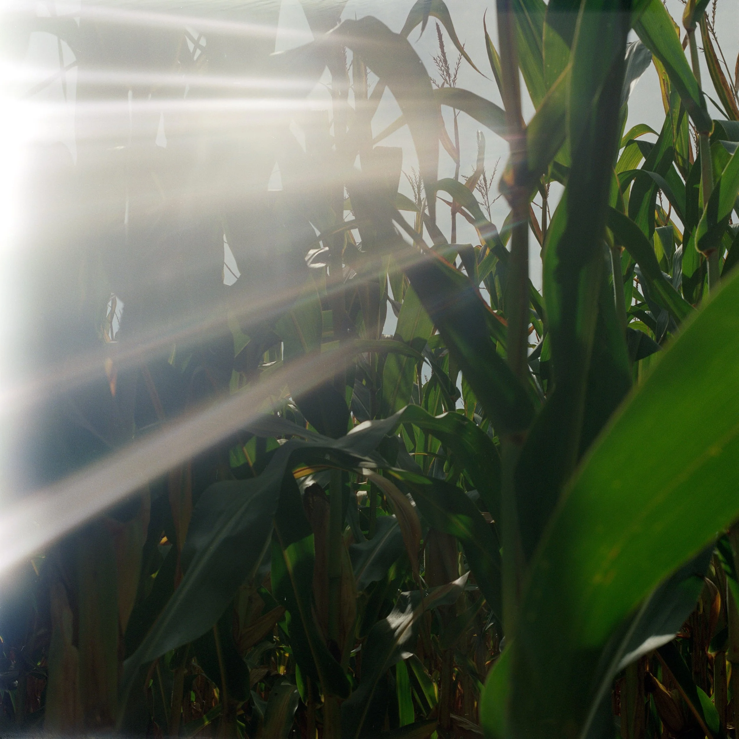 cornfield.jpg