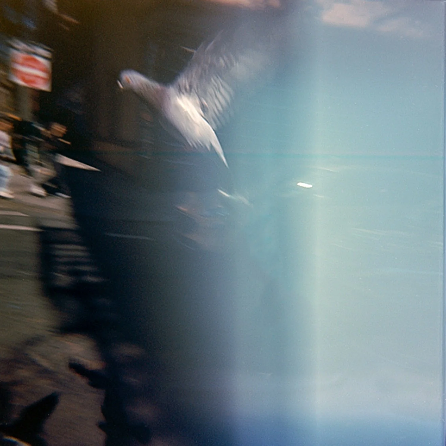 nyc pigeion.jpg