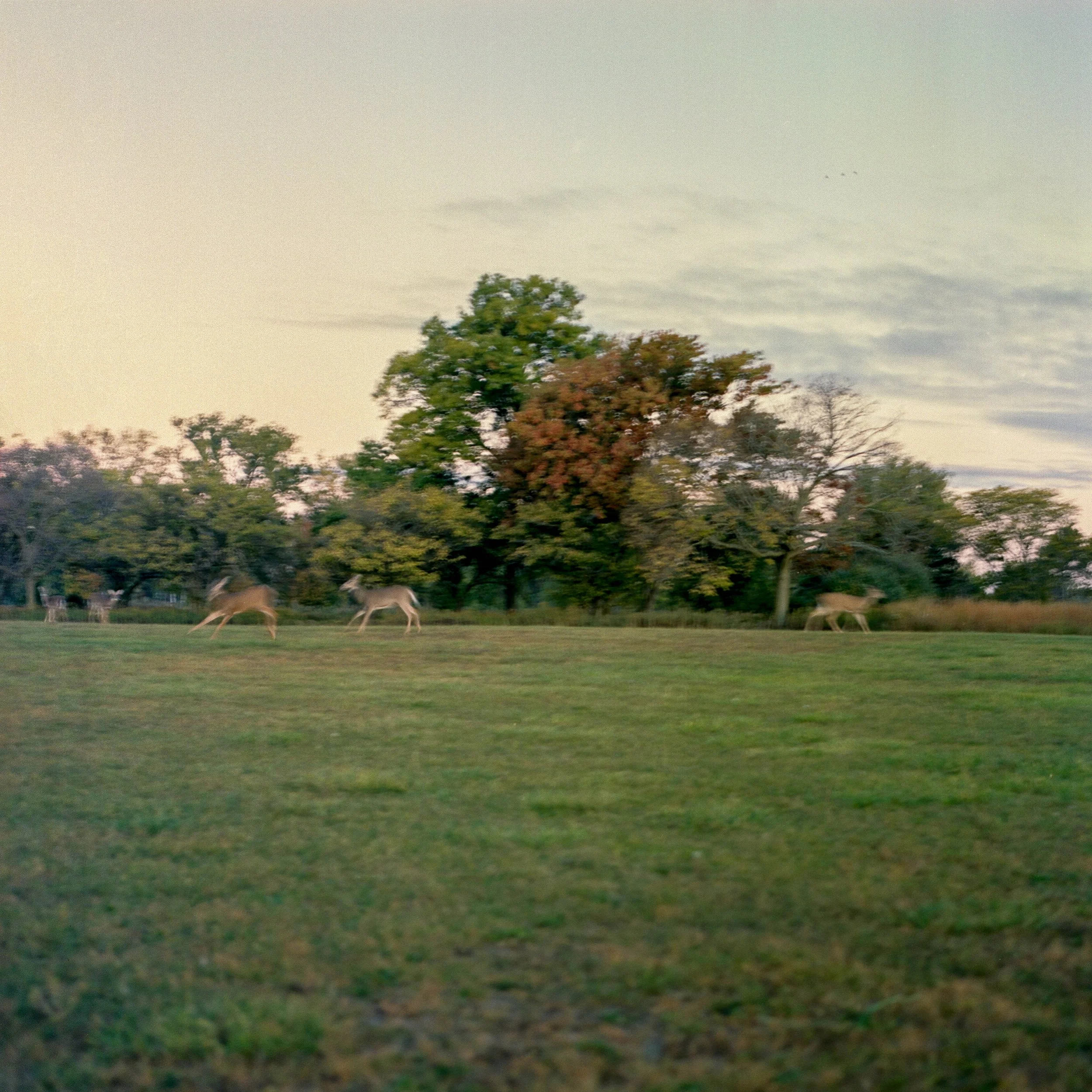 deer running flat.jpg