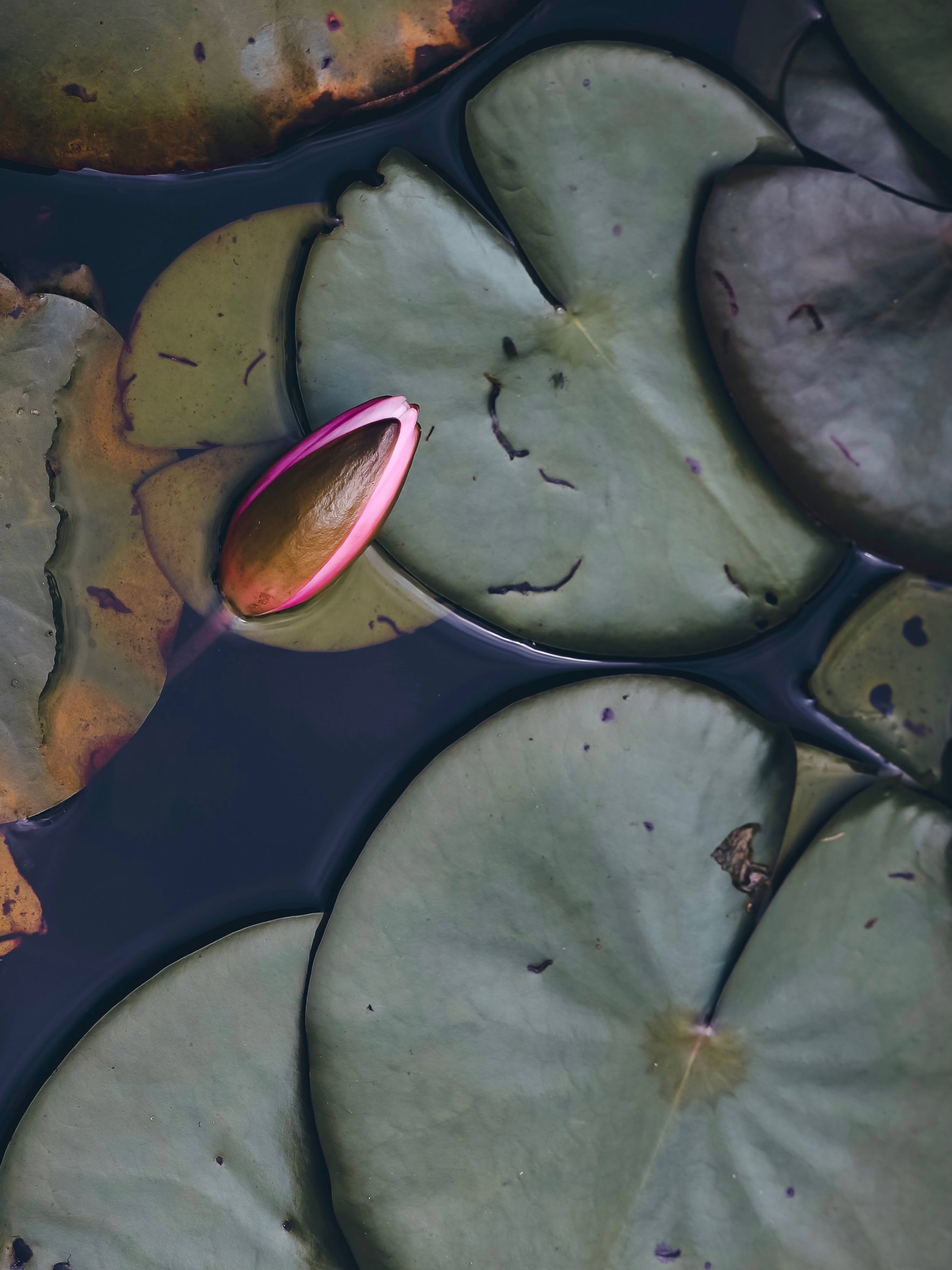 lily.jpg