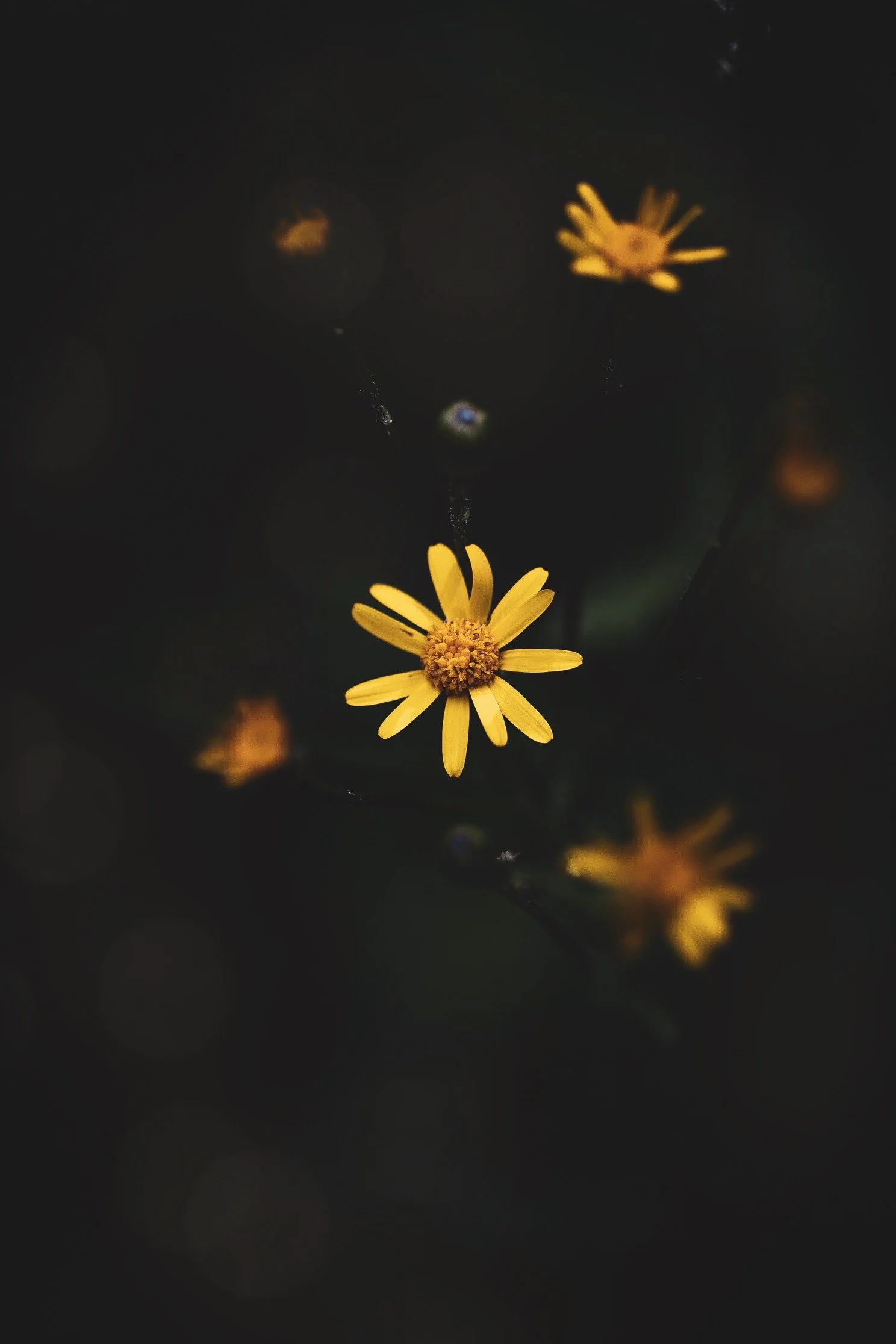 yellow.JPG