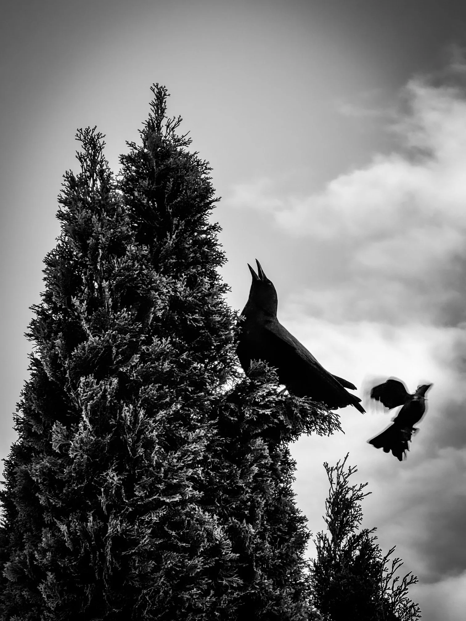 bird.JPG