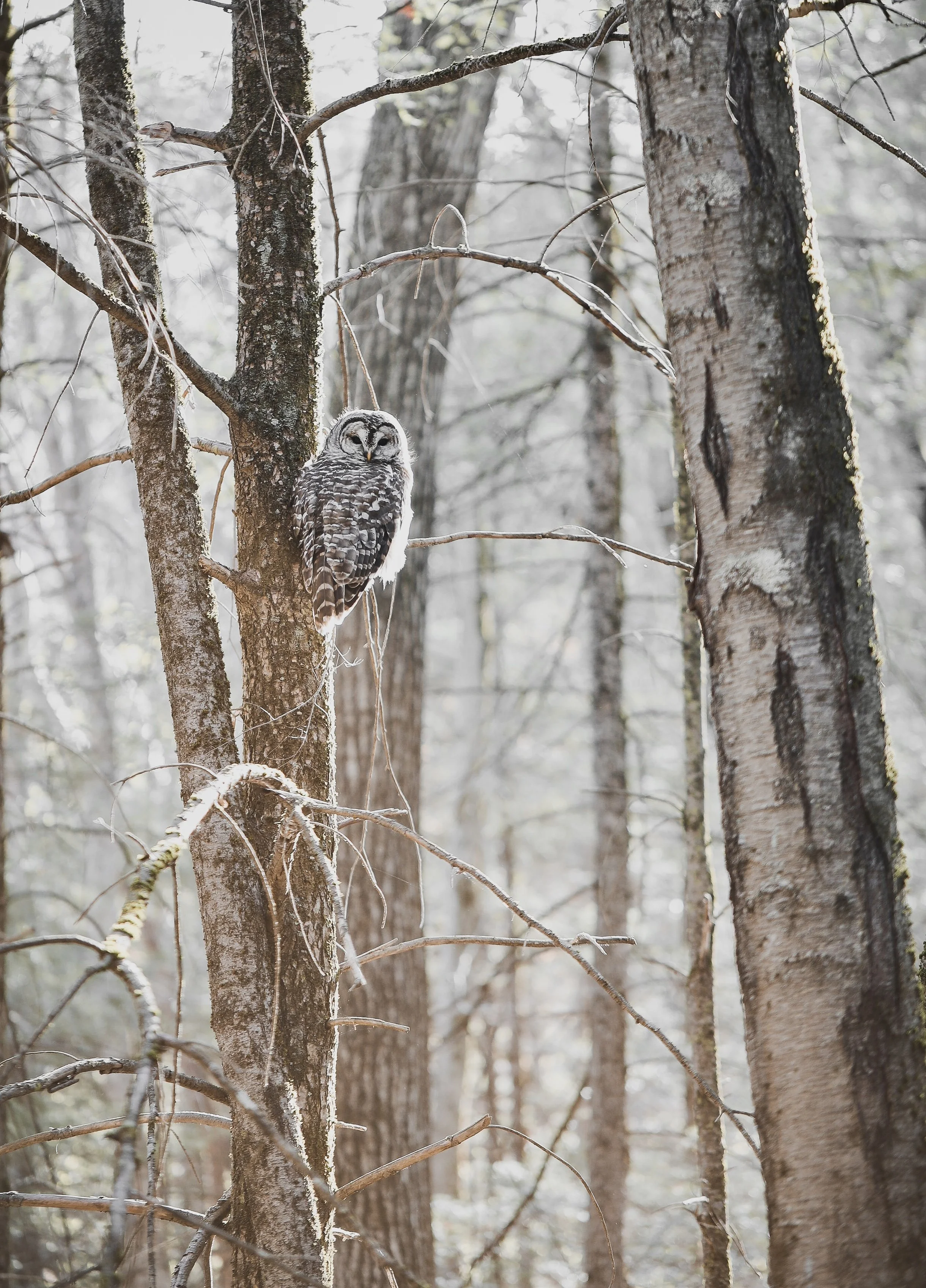 owl.jpg