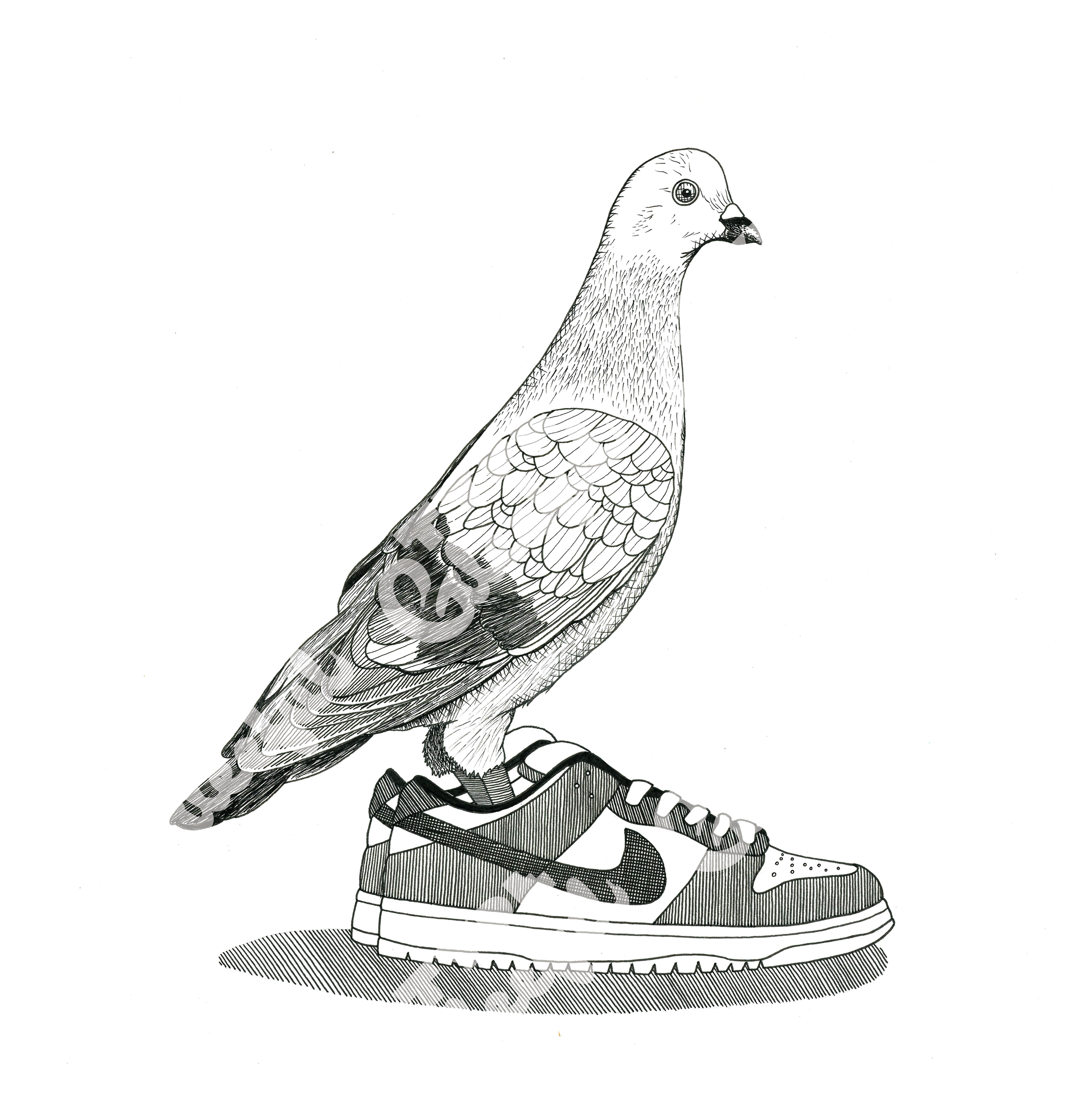 Pigeon in Dunks