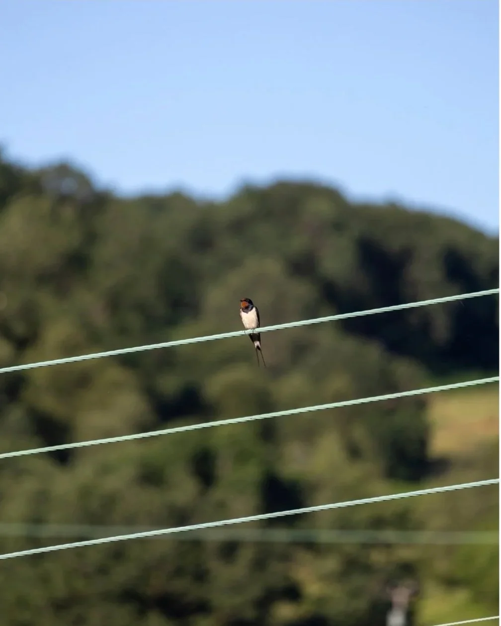 barn+swallow.jpg
