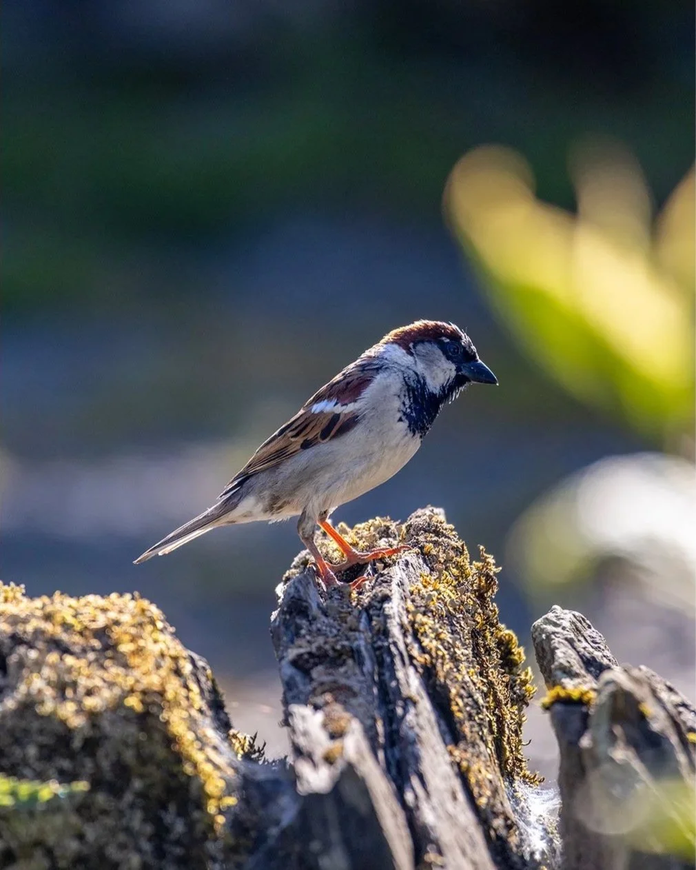 sparrow.jpg