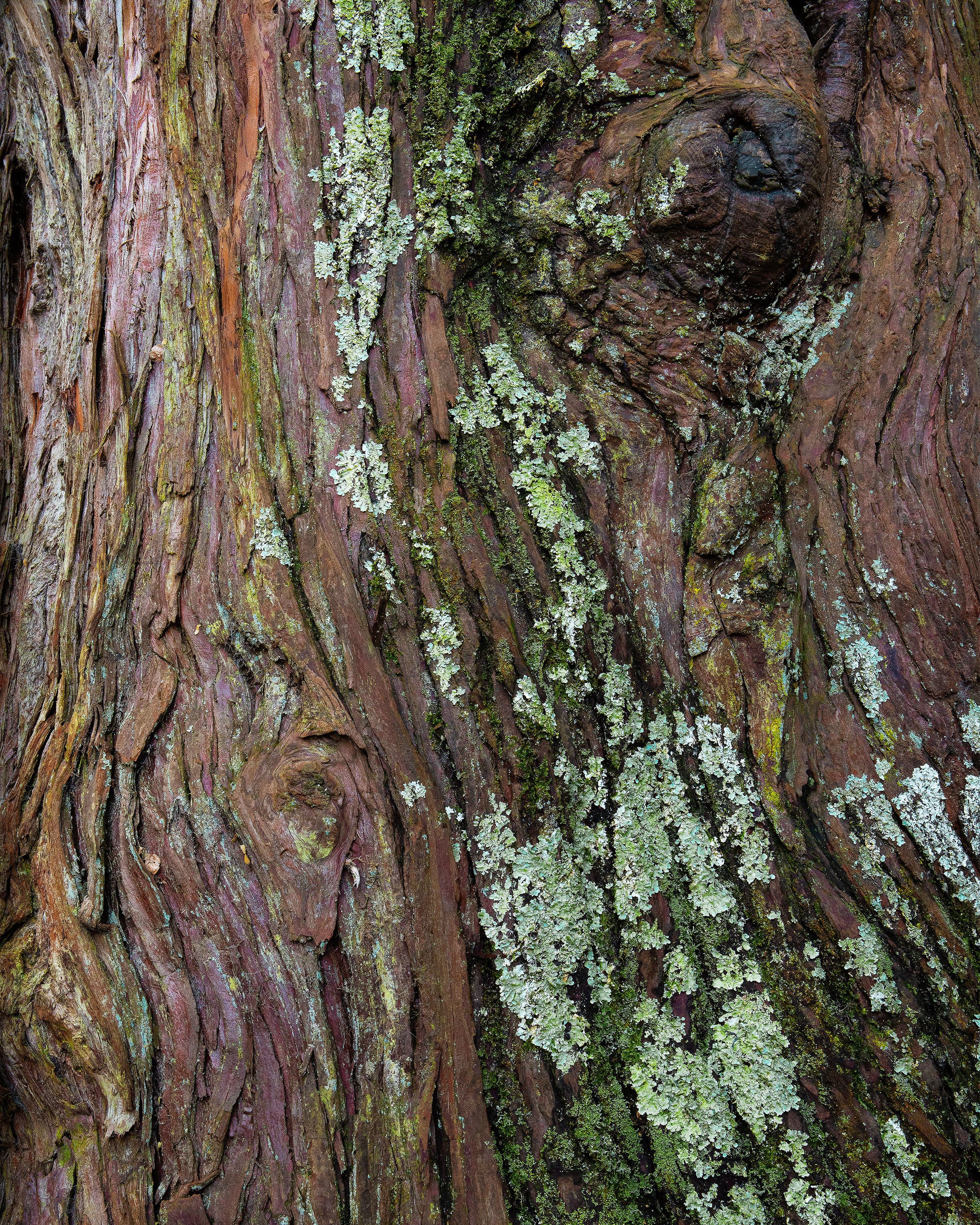 2lawson cypress_MG_8602.jpg