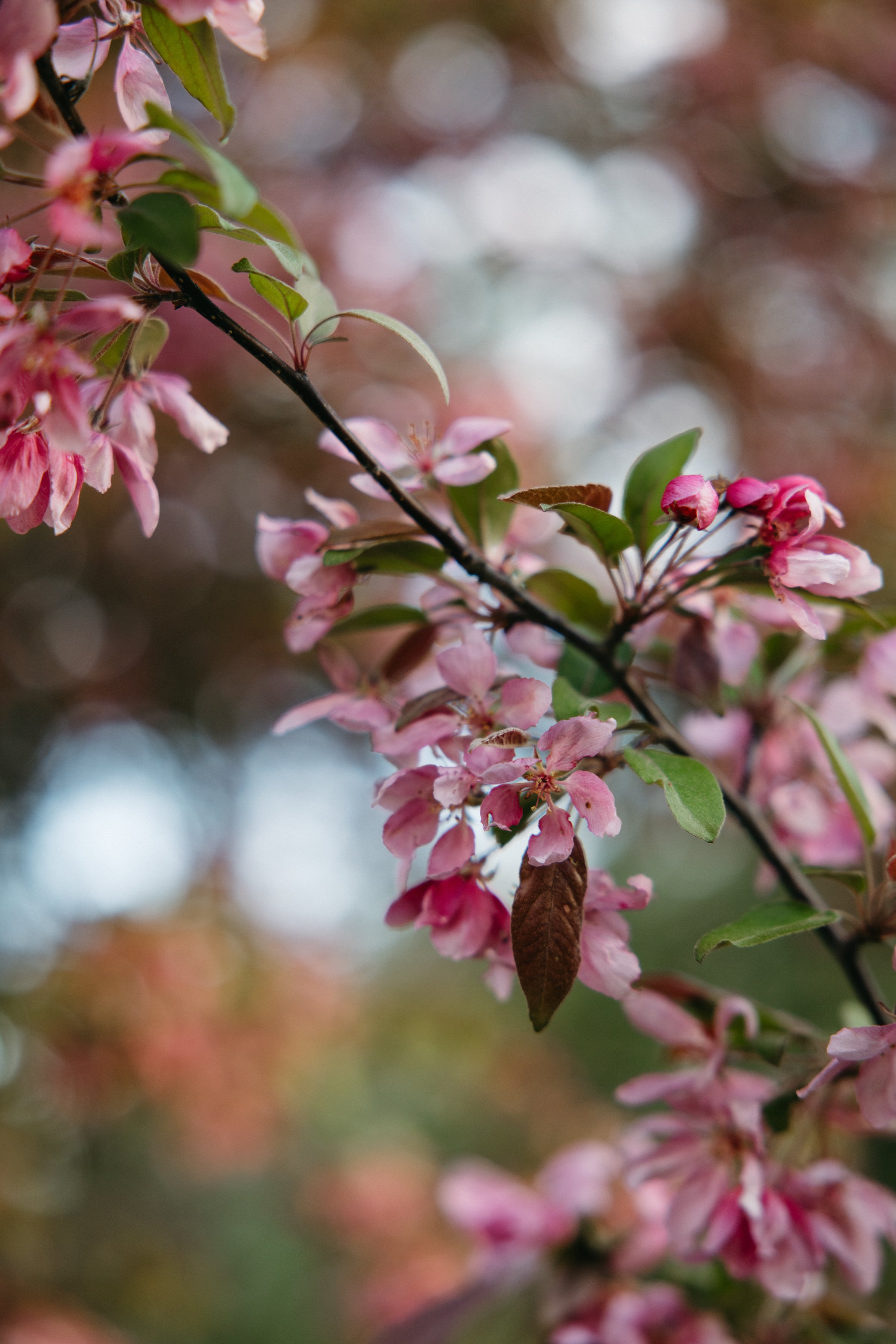 ottawa-blossom-engagement-session-0002.jpg