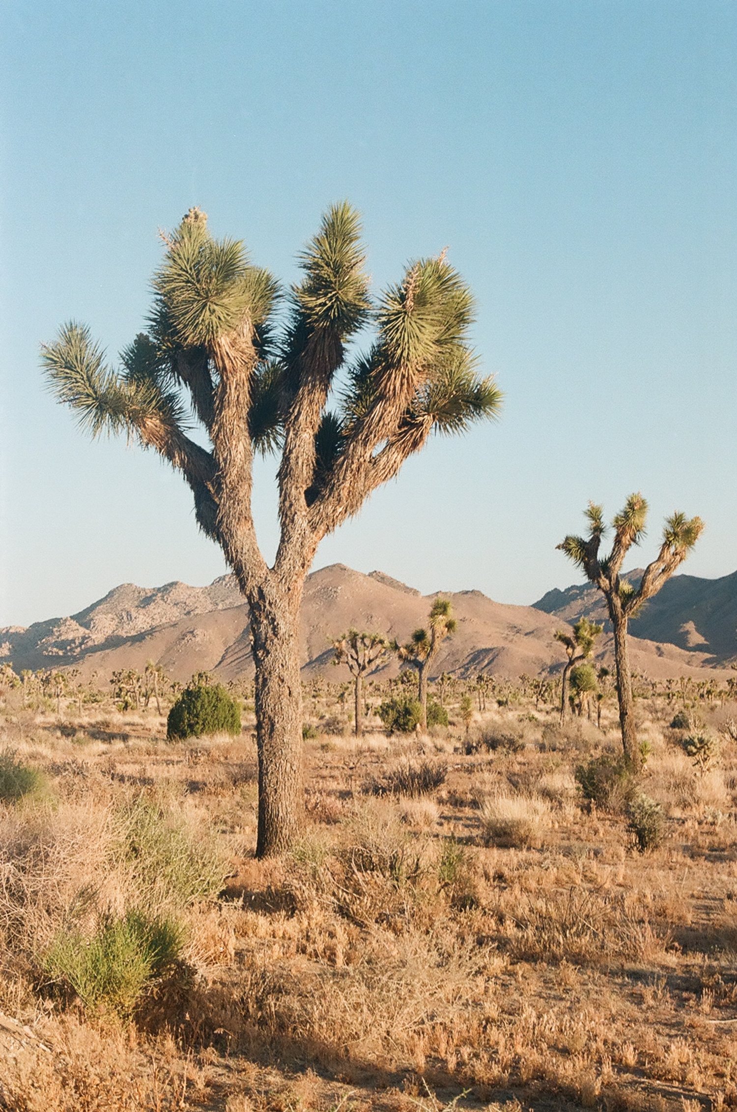 Joshua Tree National Park, CA