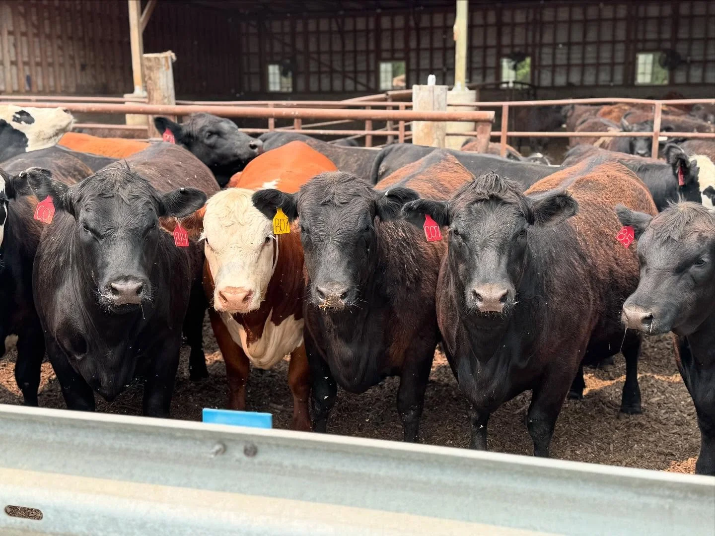 Why Iowa and Midwest Beef Producers Choose Maxwell Custom Beef: The Right Way to Process High-Quality Freezer Beef