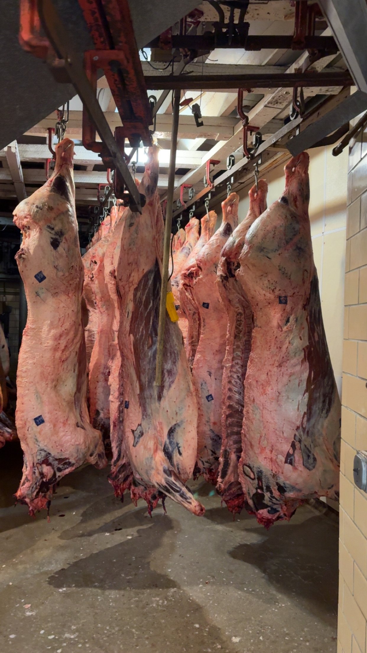 What comes with an 1/8th beef share from Maxwell Custom Beef