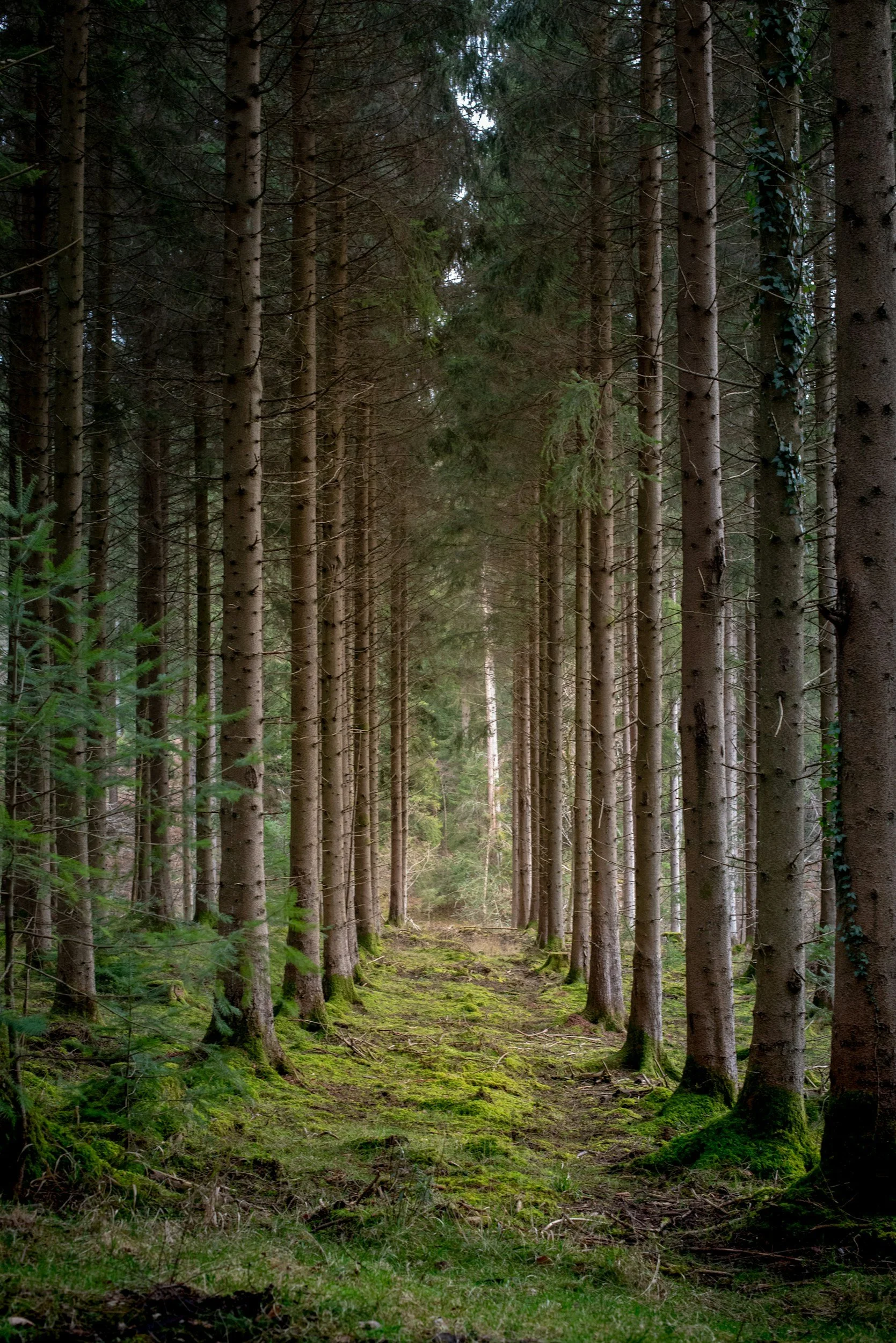 Into the Woods