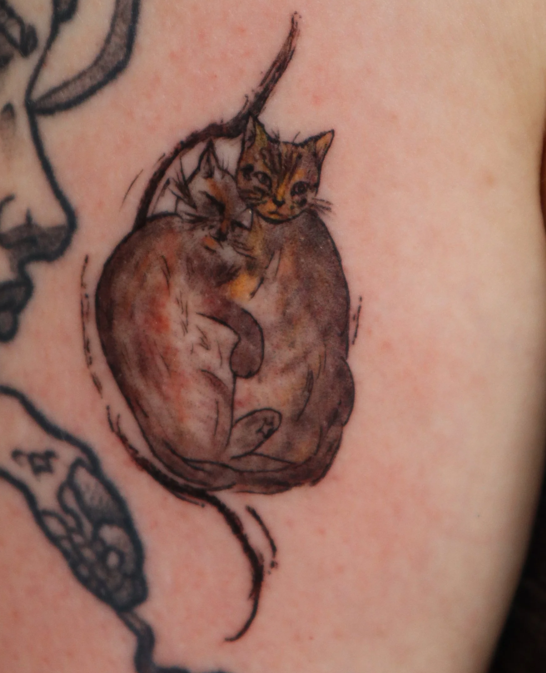 Tattoo of two cats curled up together, sketched with black ink and colored in shades of brown, orange, and gray.
