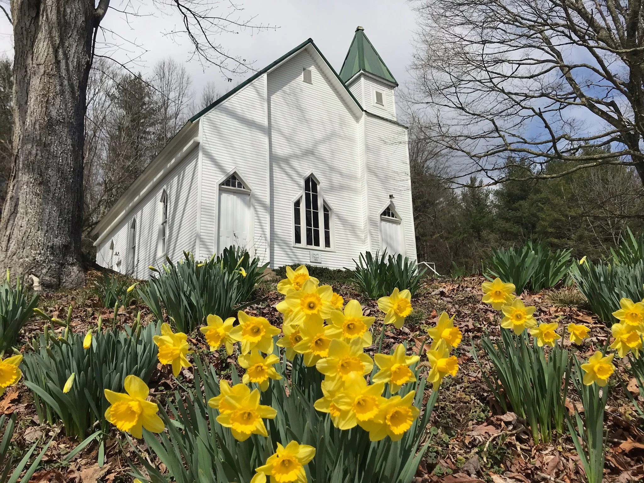 Smyth Chapel with yellow spring daffodils