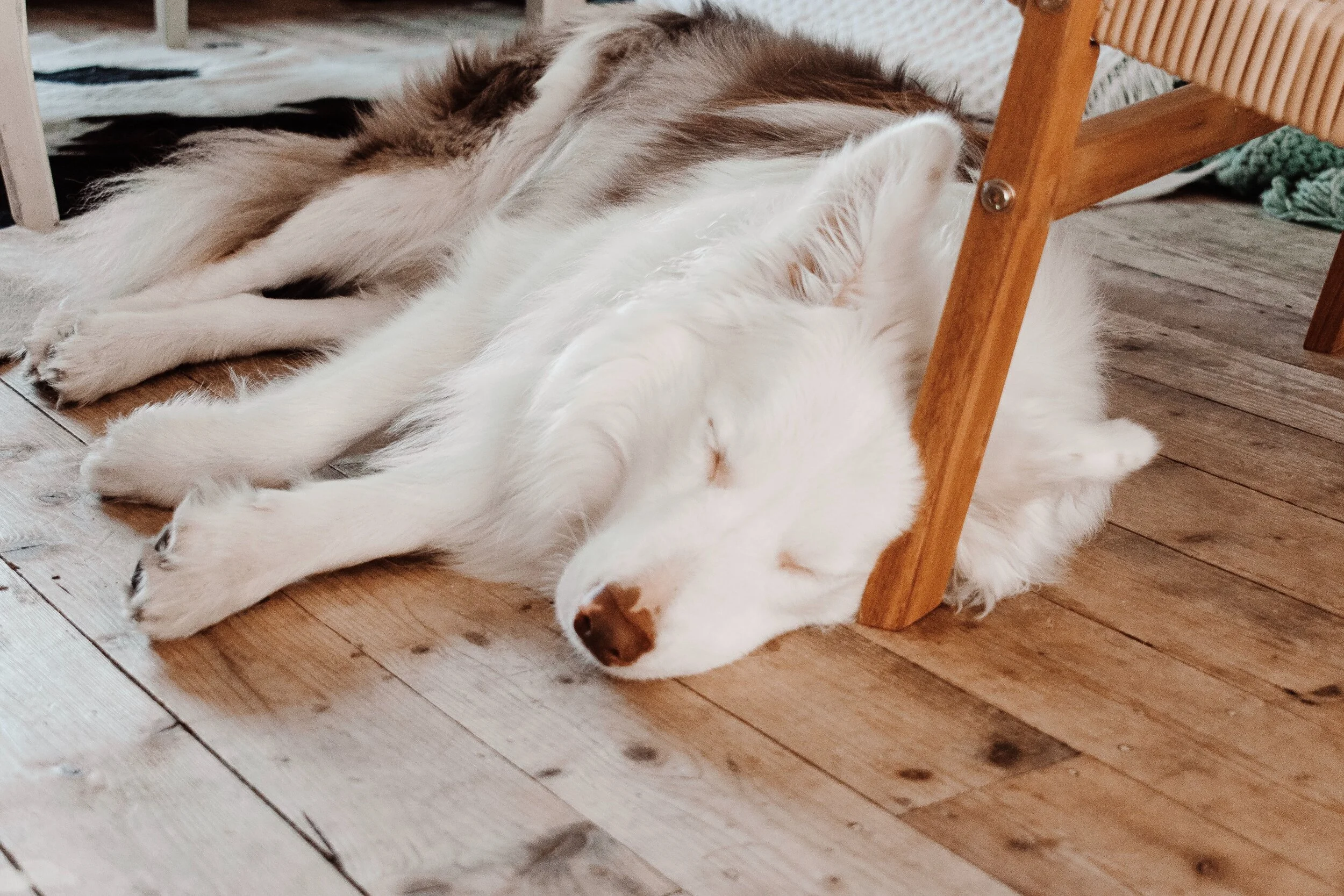 Best Flooring for Dog Owners