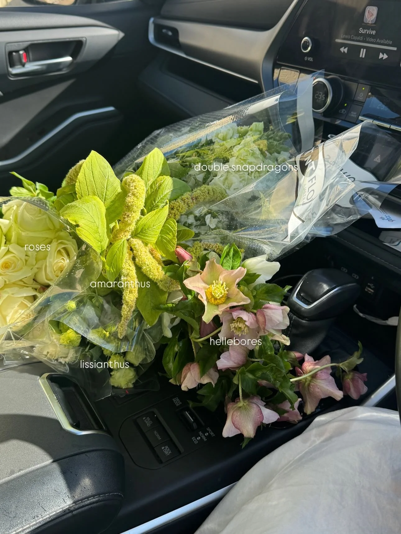 a little flower haul x 
#flowertypes #flowerhaul #augustflowers