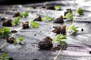reduced+stock+cut+flowers+ss+pc+nursery+spring+planting.jpg