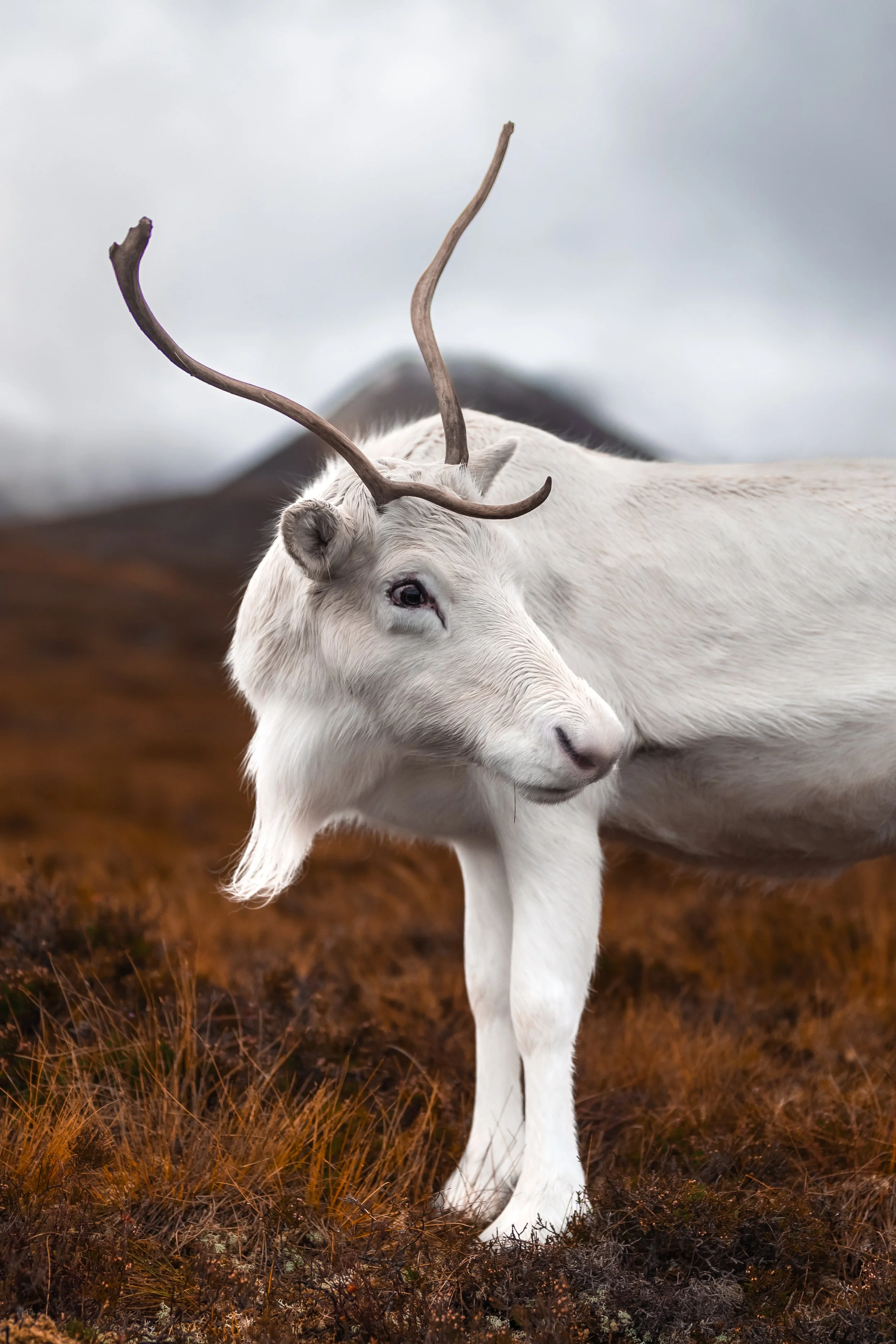 Waiting For a Friend