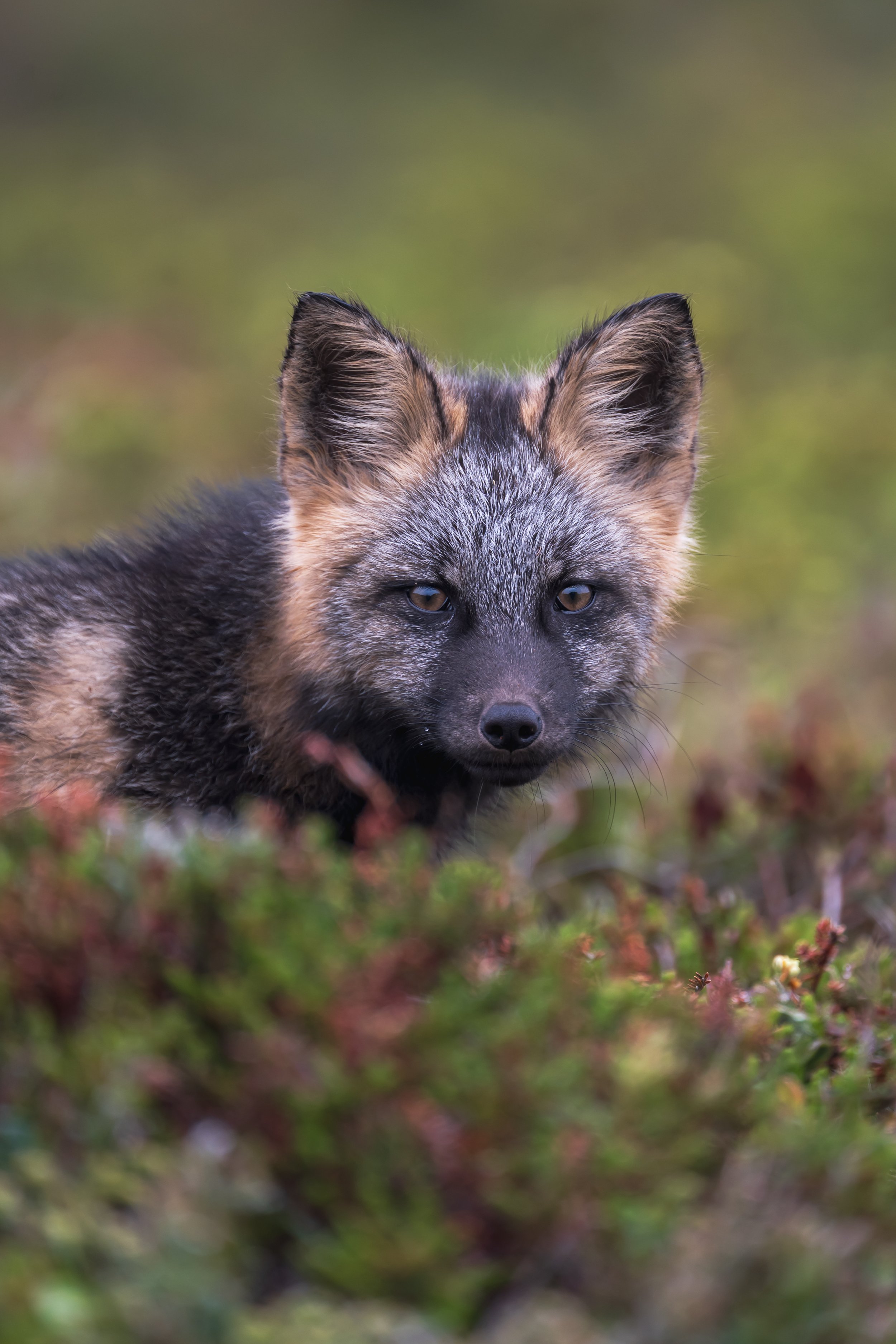 A Fox a Day
