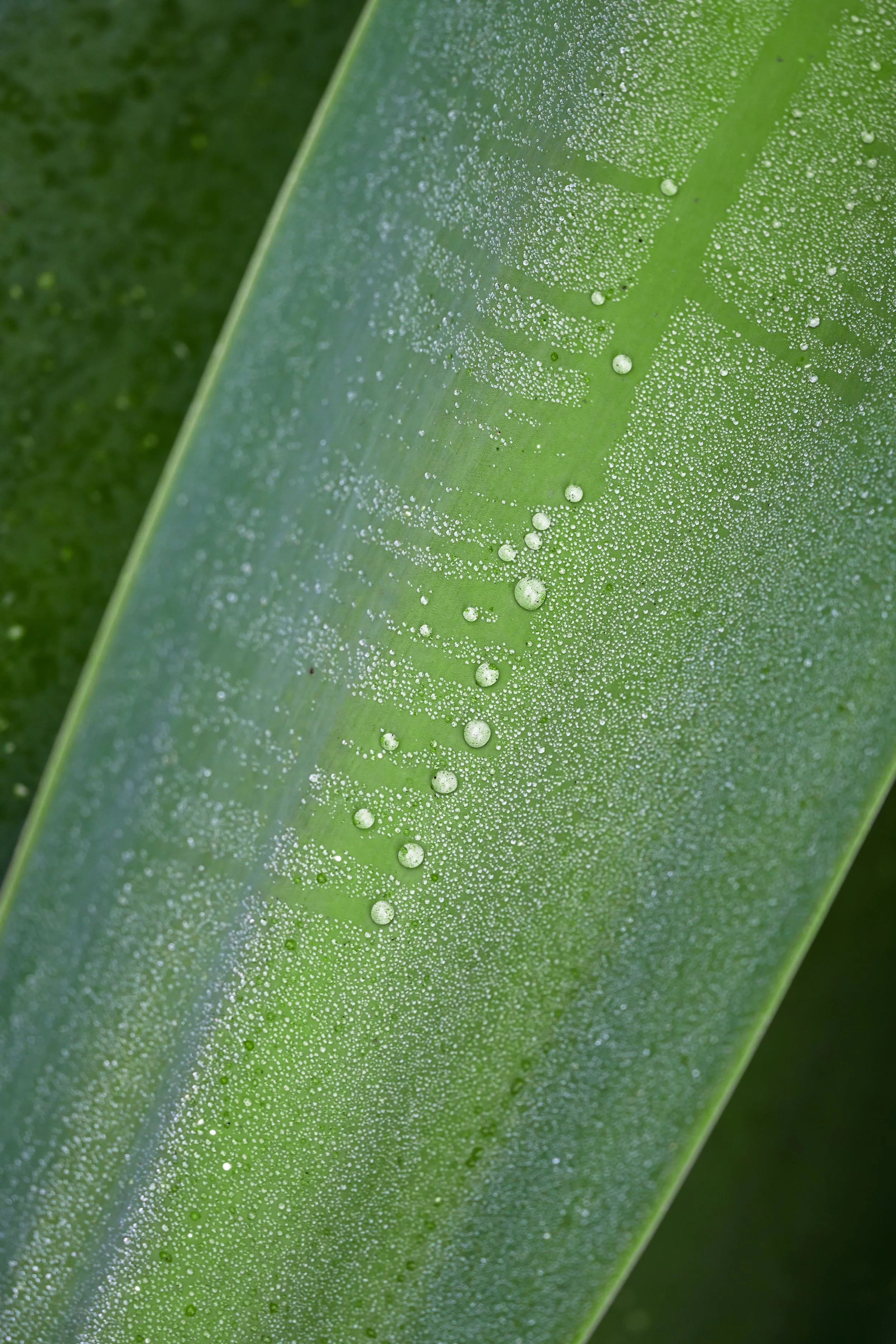 Dew Tracks