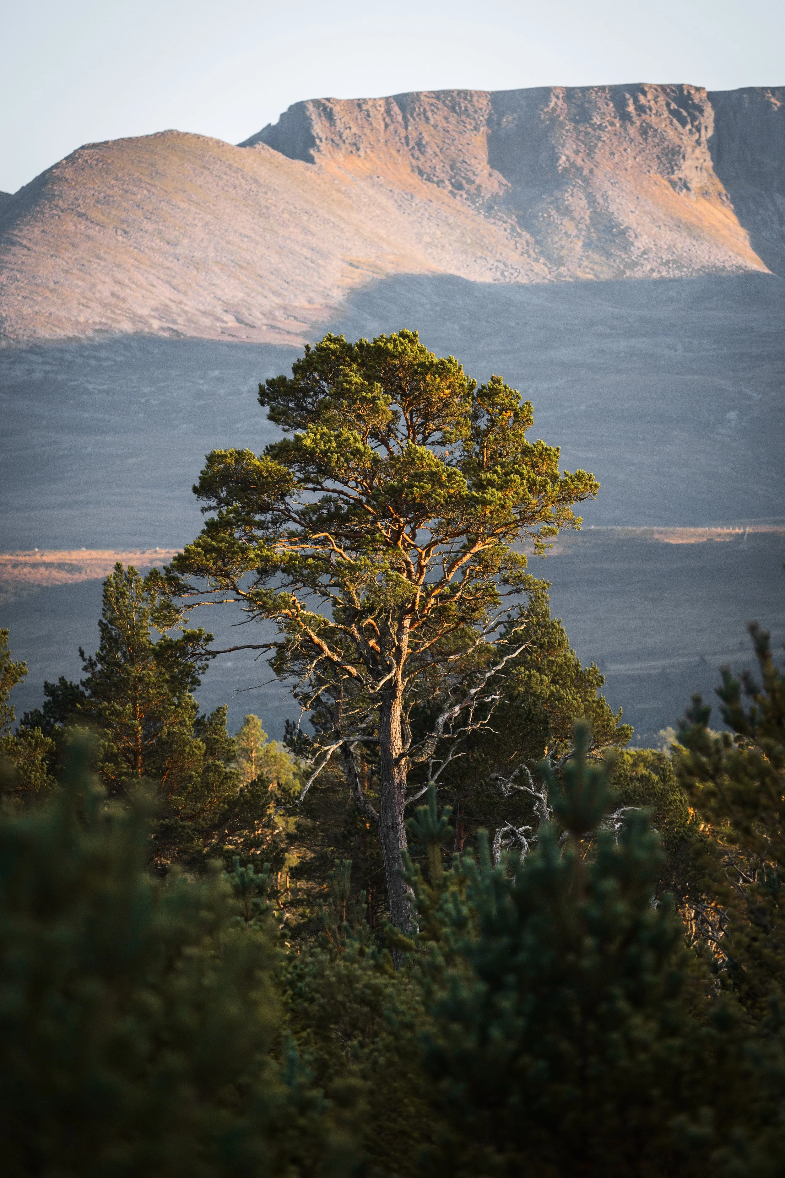 "Mother of the Pinewood"