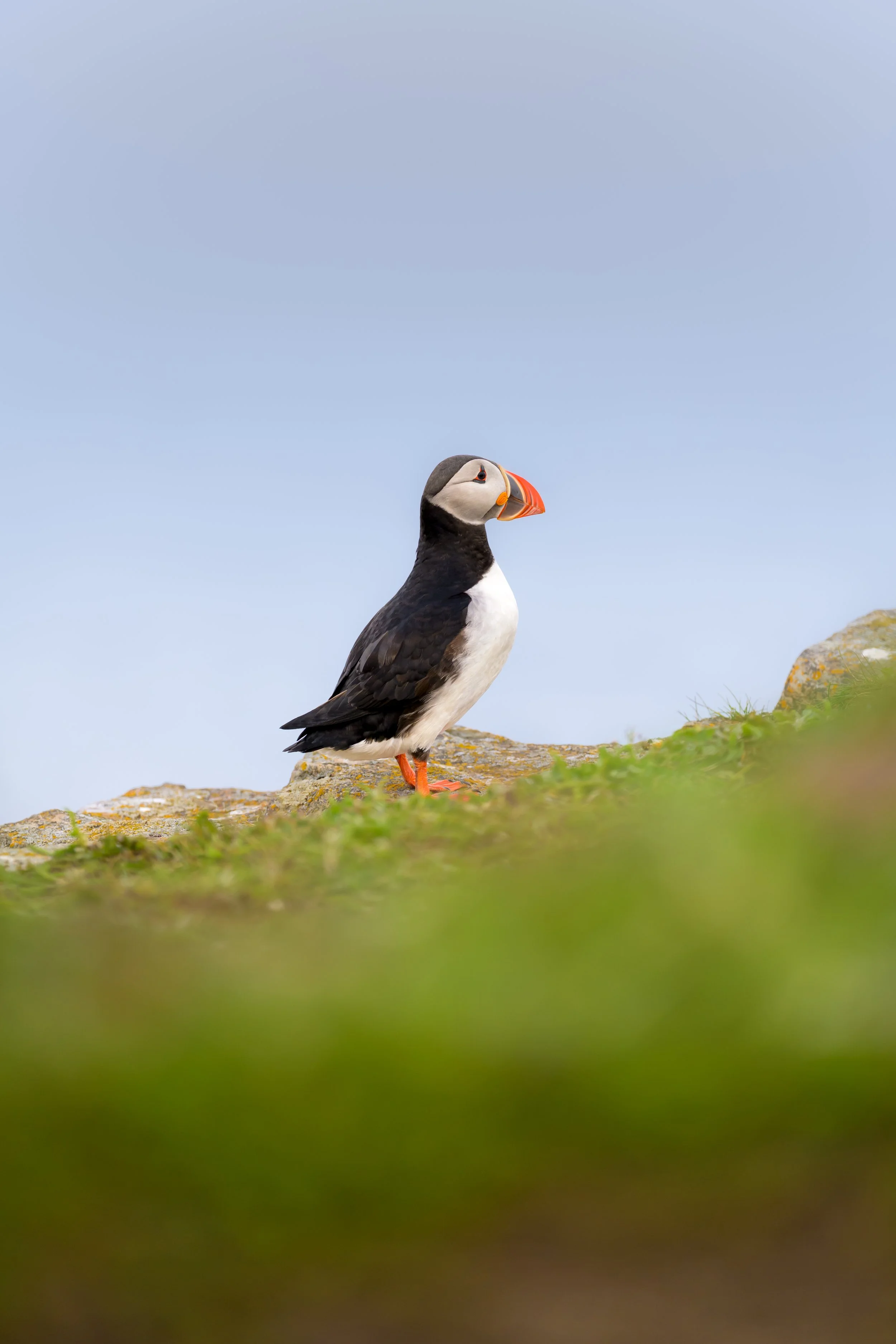 Puffin Paradise