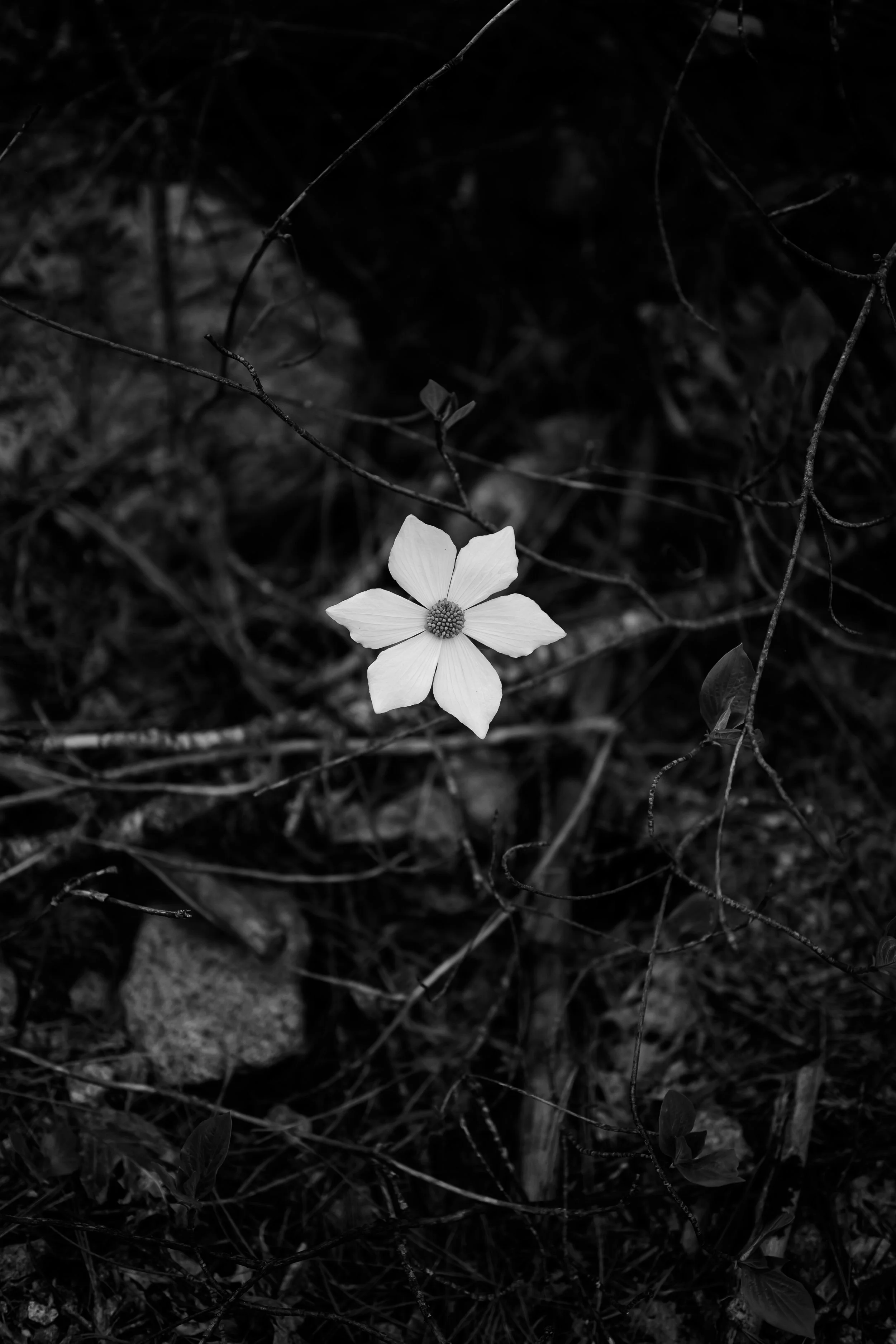 "Dogwood in the Bramble"