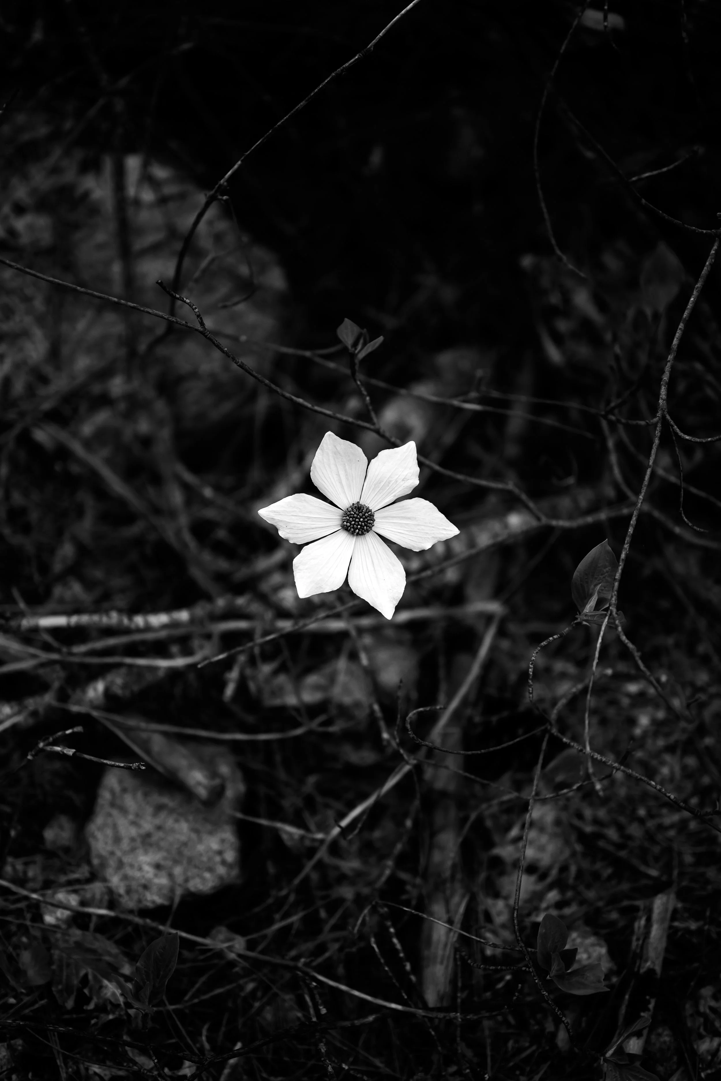 "Dogwood in the Bramble"