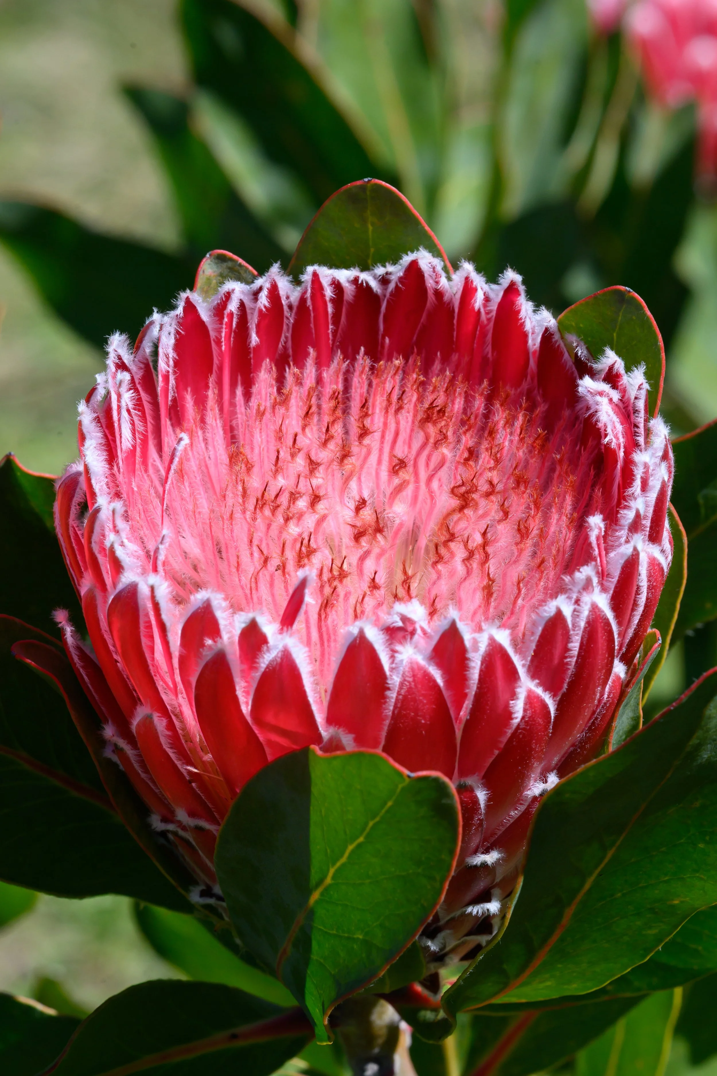 NZF_6351.jpg