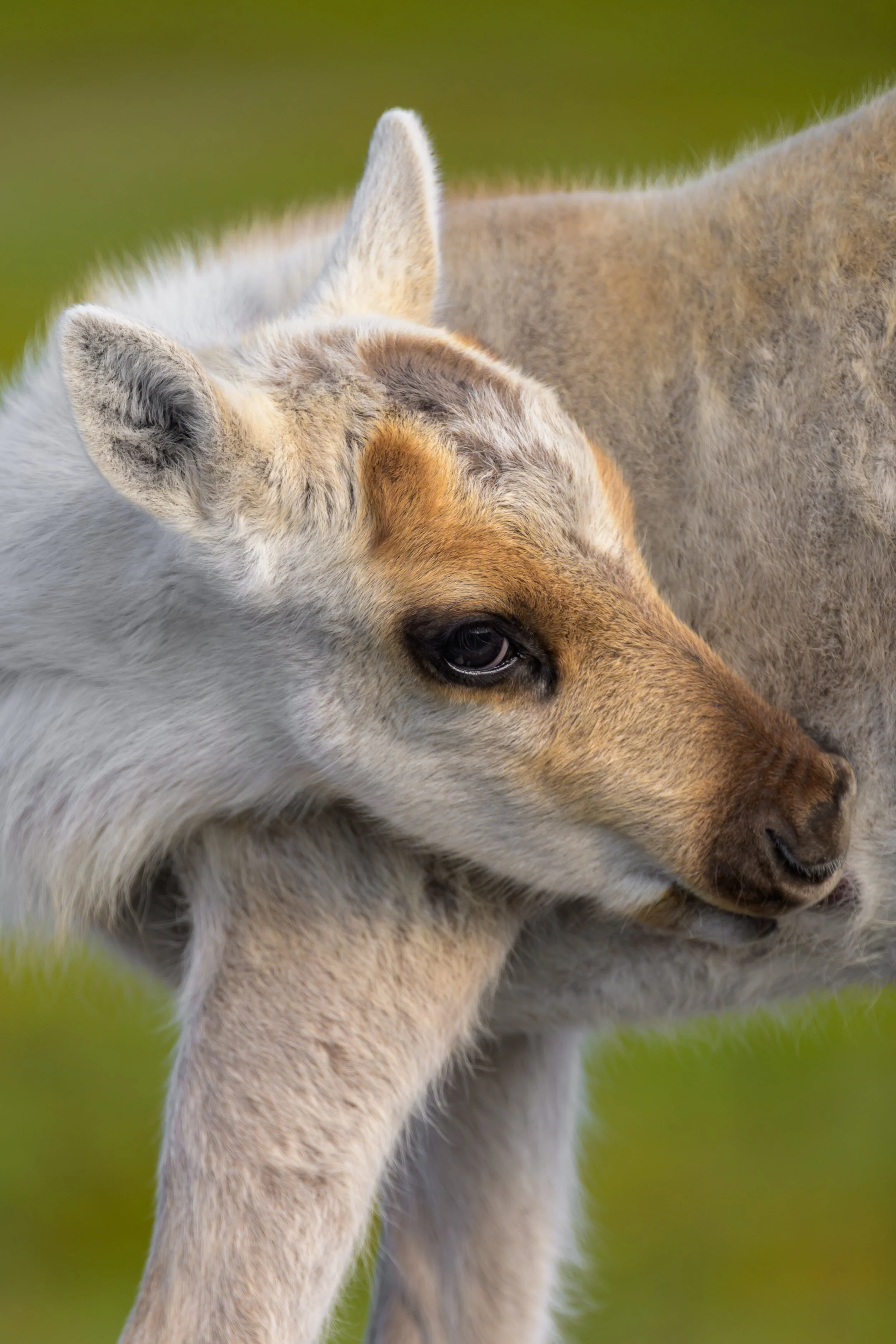 Woodland Calf Close-up
