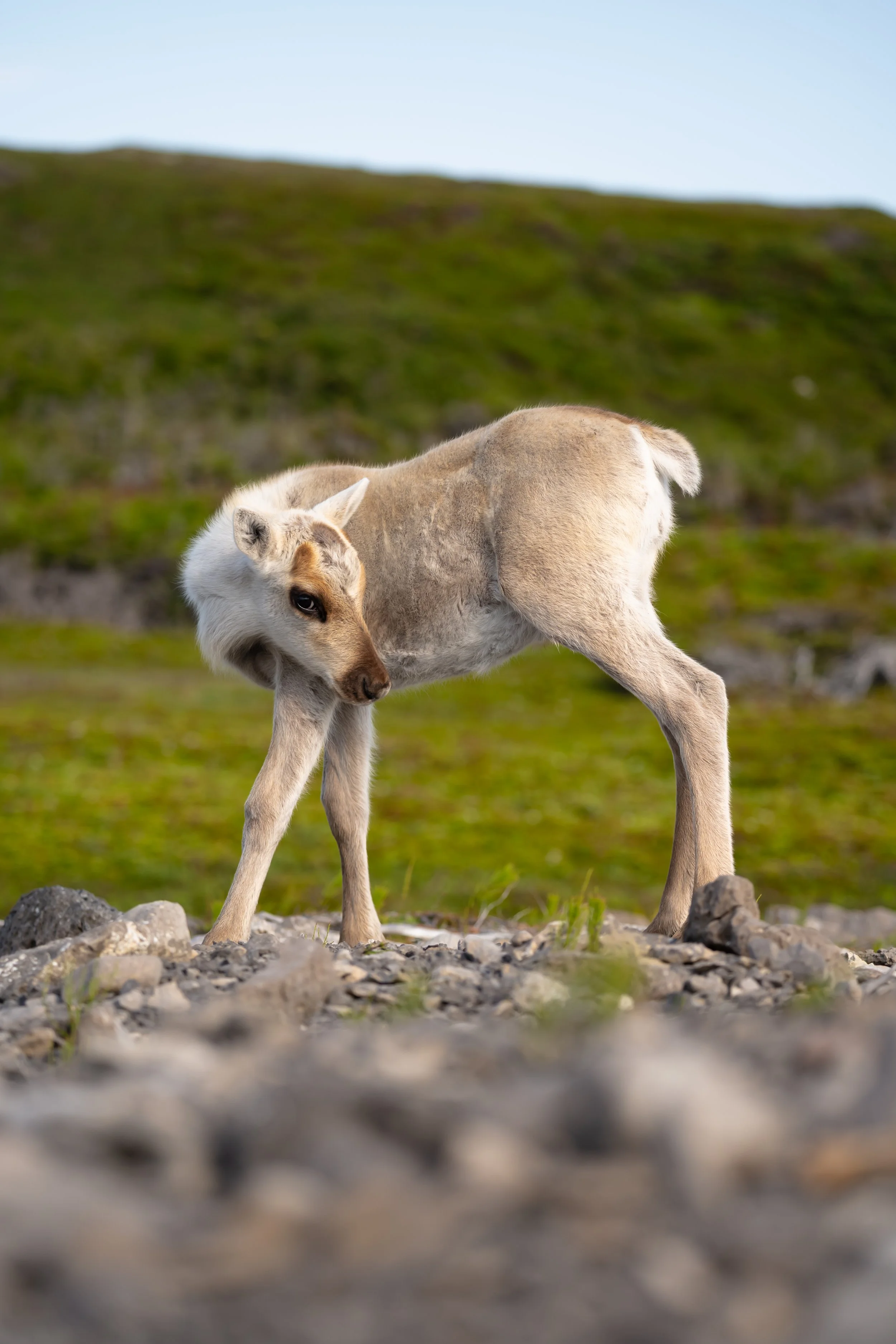 Woodland Calf