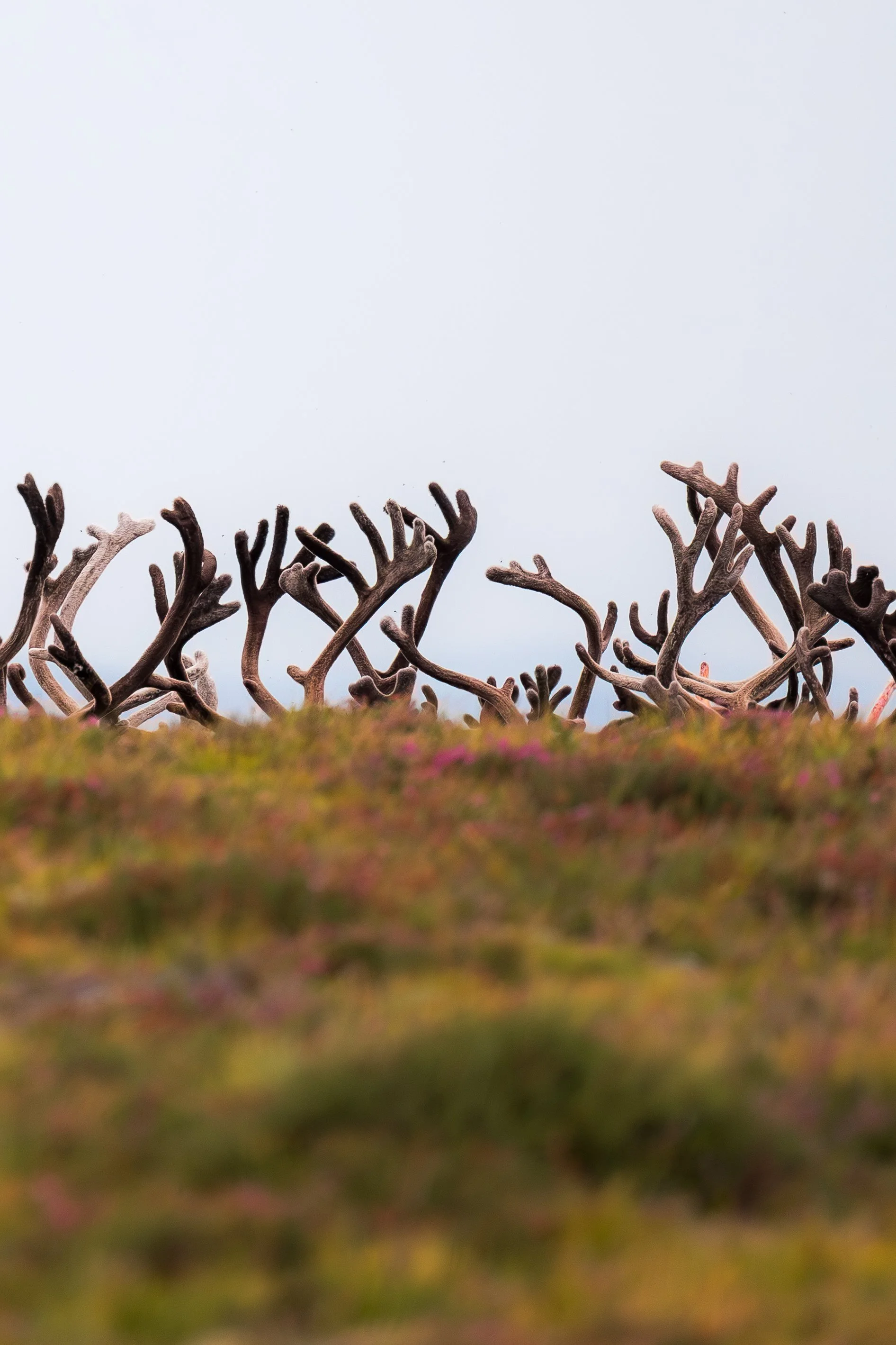 "The Fuzzy Forest"
