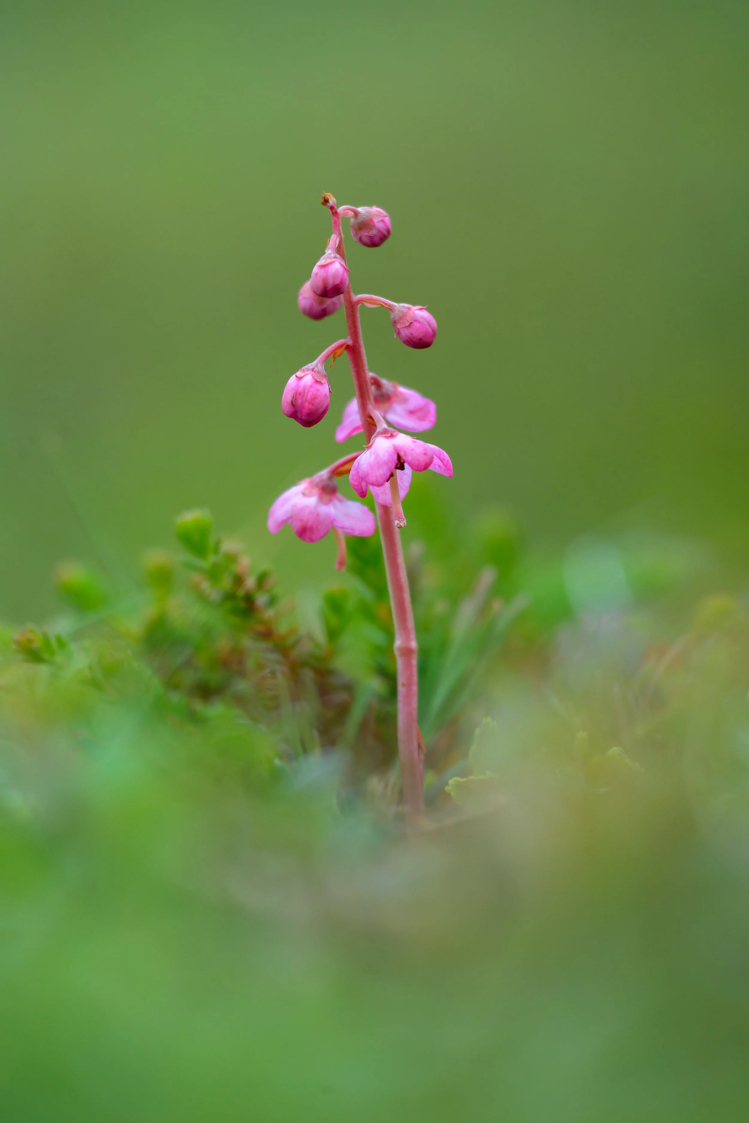 Wintergreen