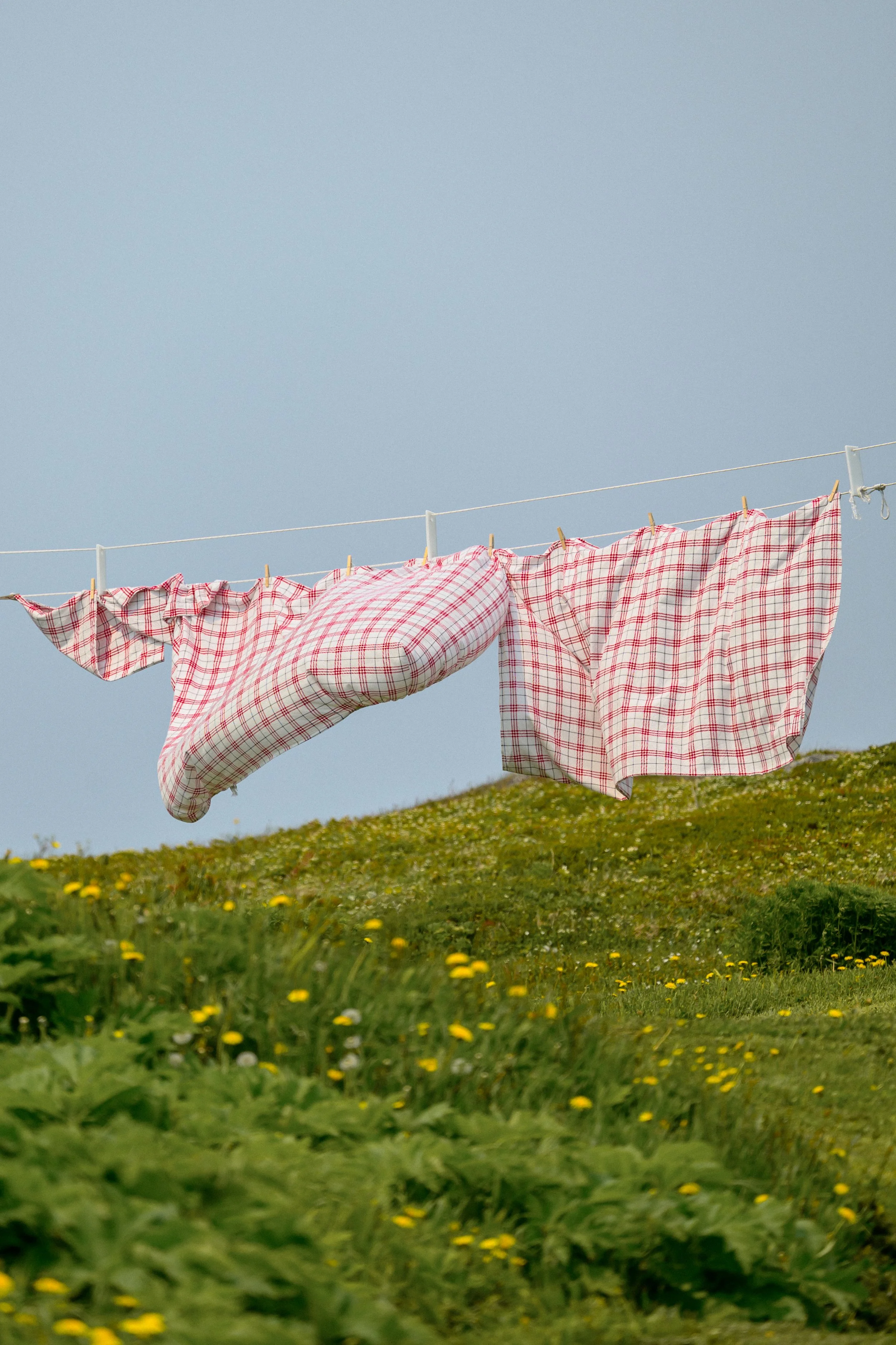 "New Life on the Wind"