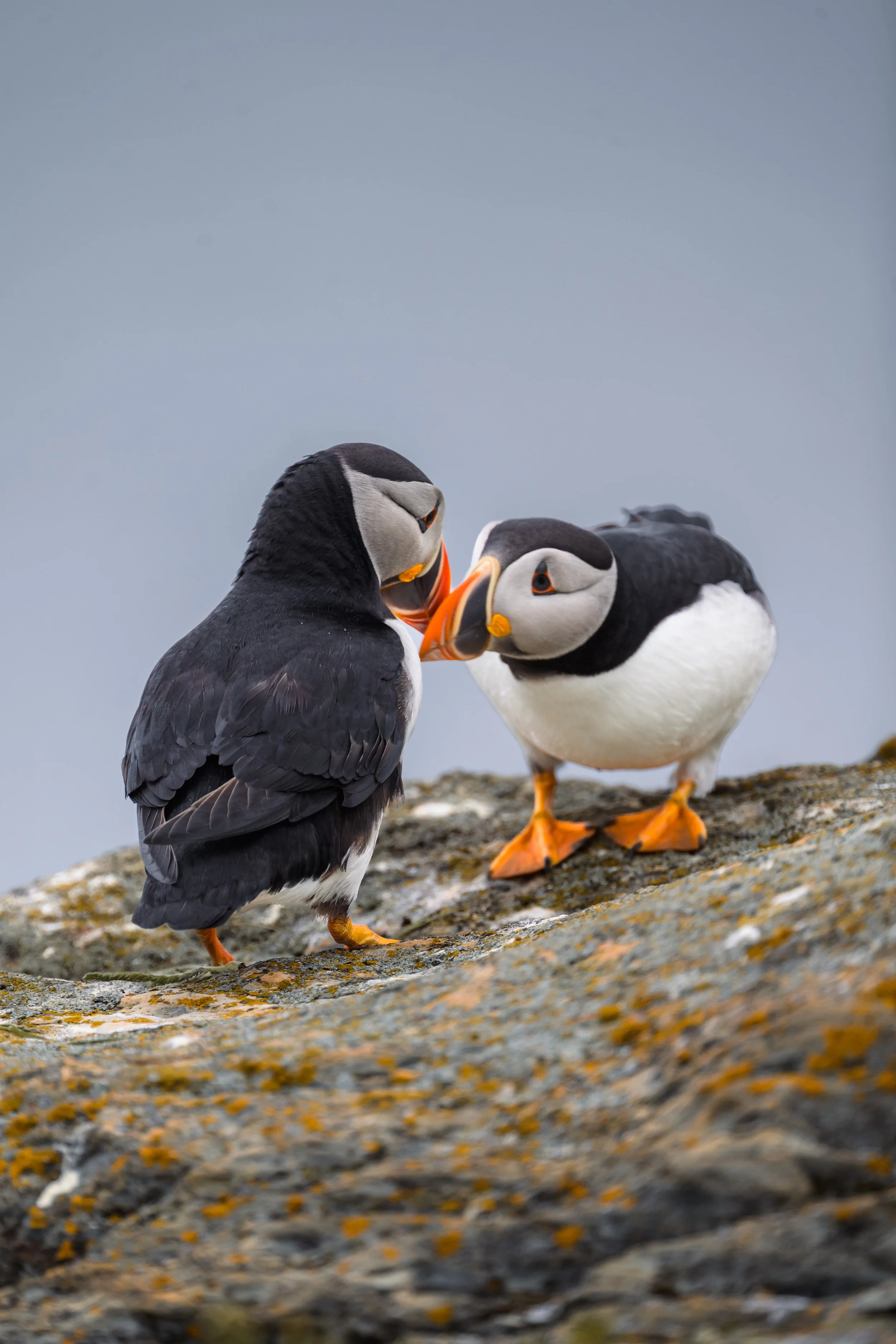 A Kiss on the Cliffs