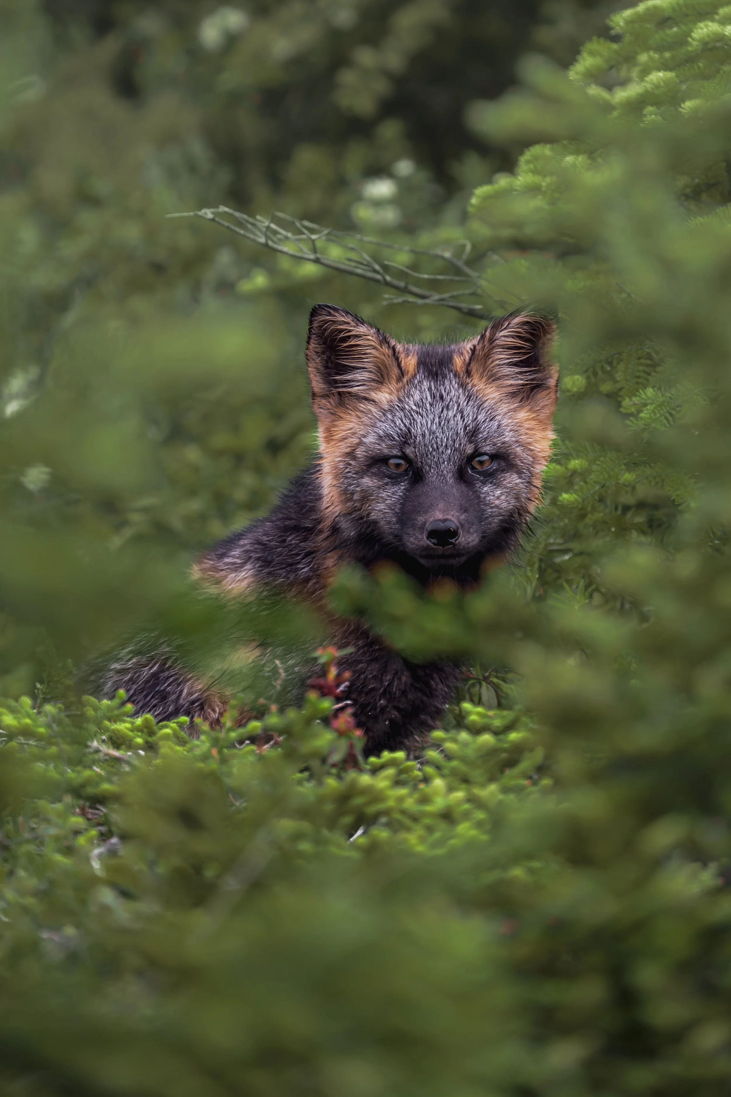 "Finding the Fox"